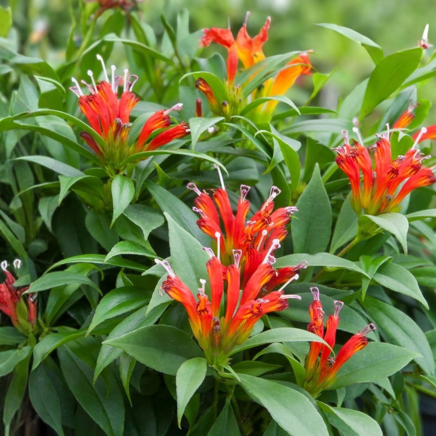 Orange Lipstick Plant Live 4" Pot Aeschynanthus Xsplendidus Indoor Flowering Houseplant