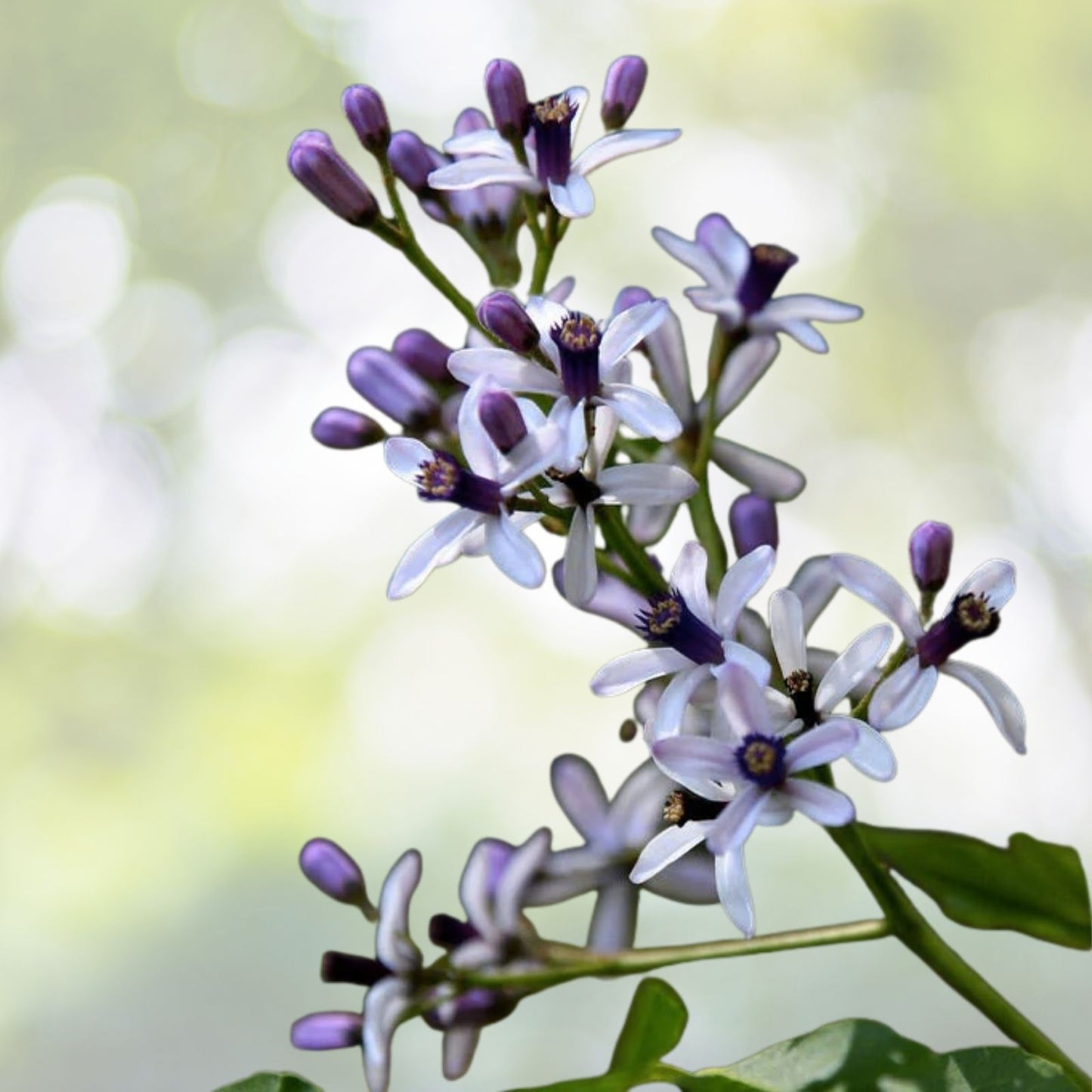 Persian Lilac Seeds | 30 Count | Fast Growing Sacred Tree | Melia azedarach | Free US Shipping
