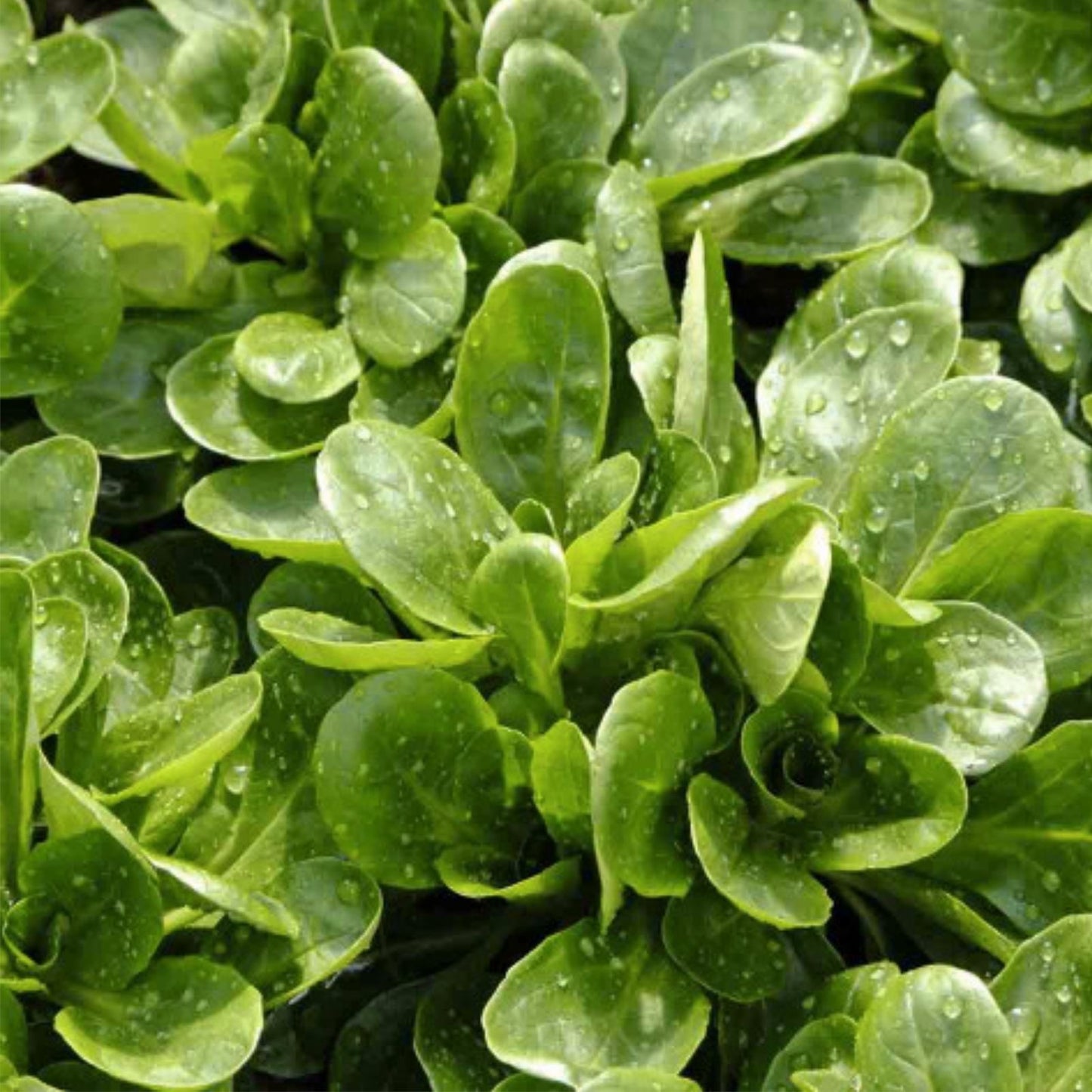 Corn Salad Seeds 300+ Pack - Mache, Lamb's Lettuce - Heirloom Variety - Edible Greens - Non-GMO Seeds from Iowa, USA