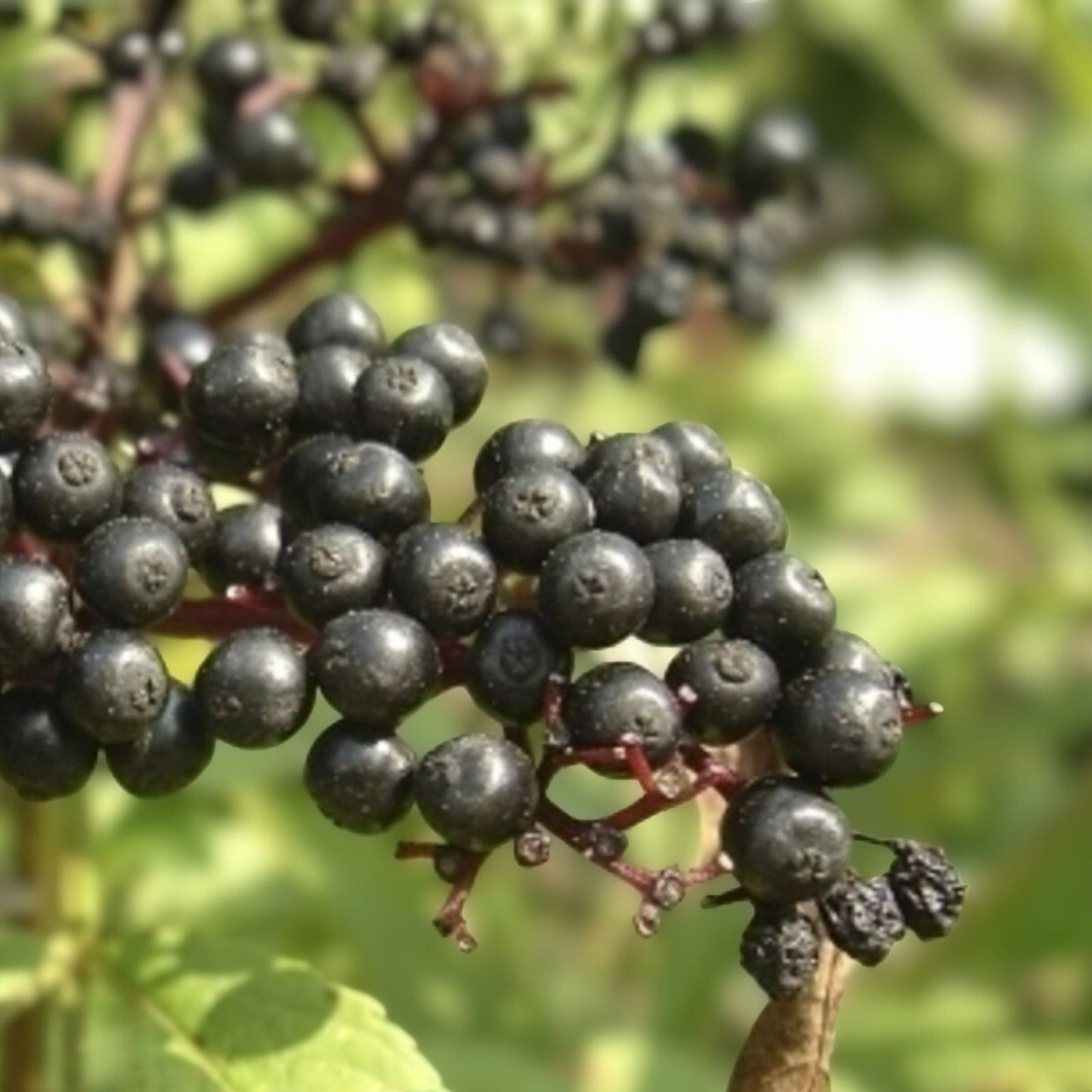 Elderberry Plant Bare Root Edible Sambucus nigra Live Plant for Cooking and Remedies