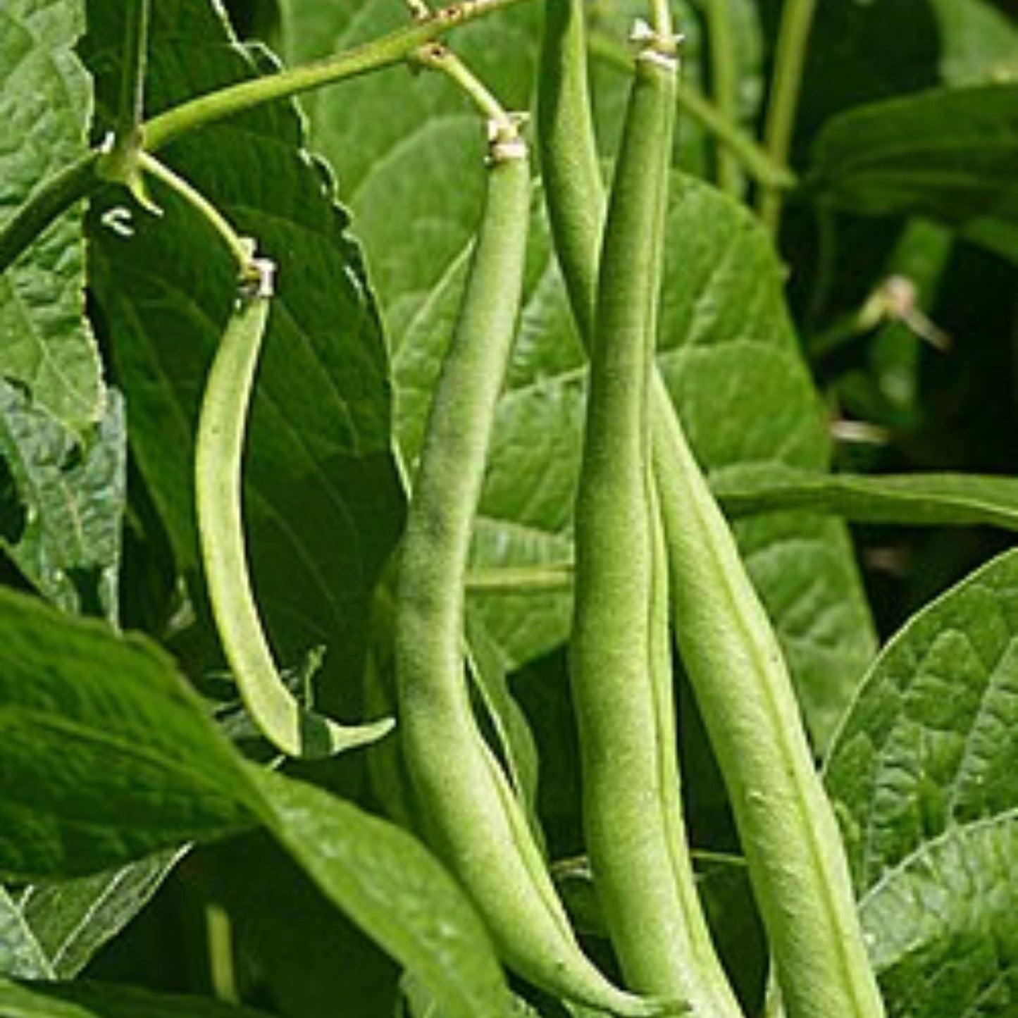 Navy Bean Seeds 50 Count White Kidney Variety Phaseolus vulgaris for Planting, Organic Bean Seeds, Vegetable Garden Seeds