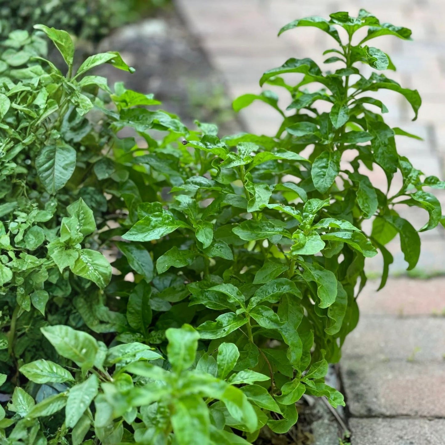 Unrooted Cuttings Long Leaf Sissoo Spinach Brazilian Spinach Samba Bayam Sambu for Home Gardening