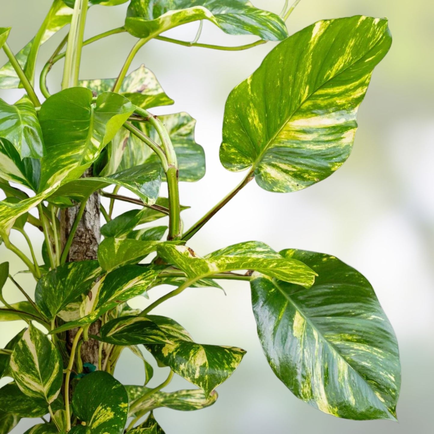 Giant Golden Hawaiian Pothos Plant - Epipremnum aureum - Indoor Houseplant with Vibrant Yellow Variegation