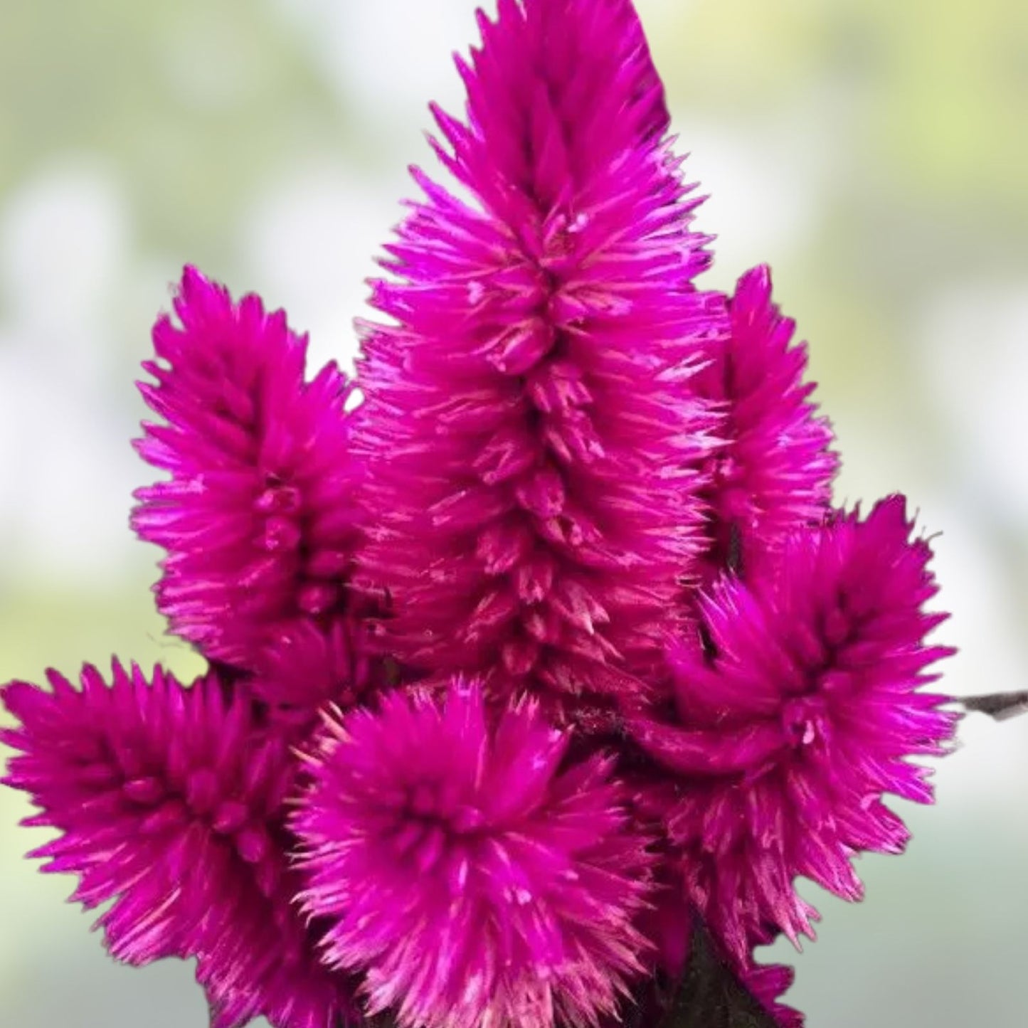 Celosia Seeds 500 Count Xantippe Variety Bright Colorful Annual Flowers Celosia argentea