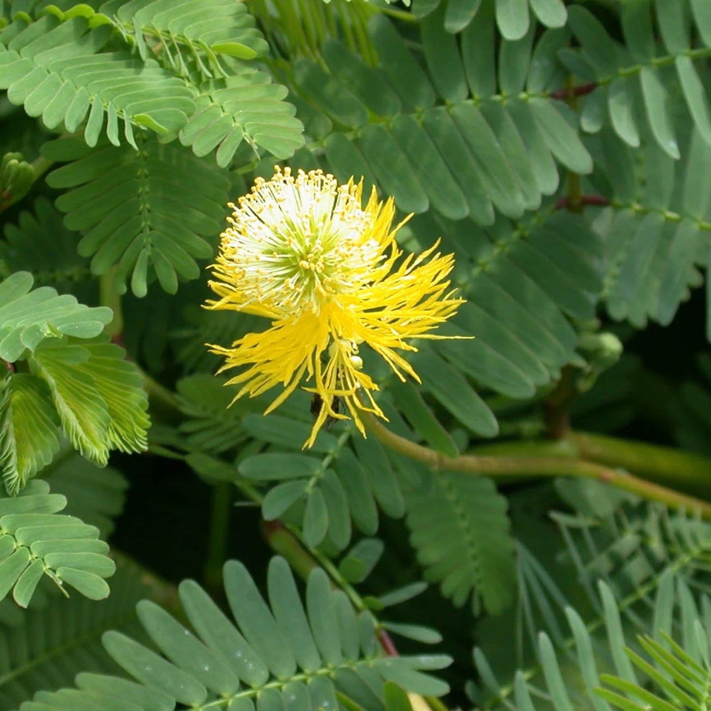 Water Mimosa Plant - Aquatic Tropical Marginal Plant - Mimosa pudica for Ponds and Water Gardens