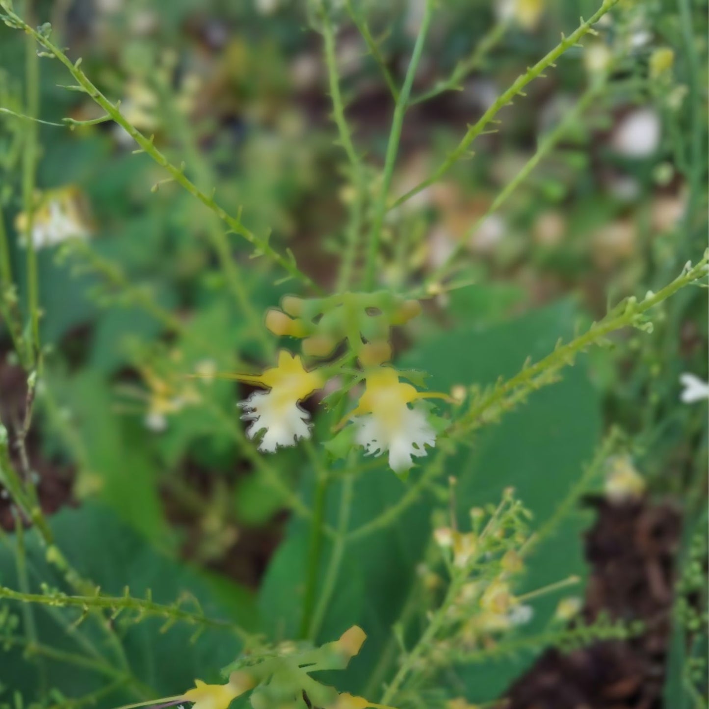 5-Pack Bare Root 5-Stone Root Plant, Collinsonia canadensis, Native Wildflower & Medicinal Herb for Appalachian Gardens