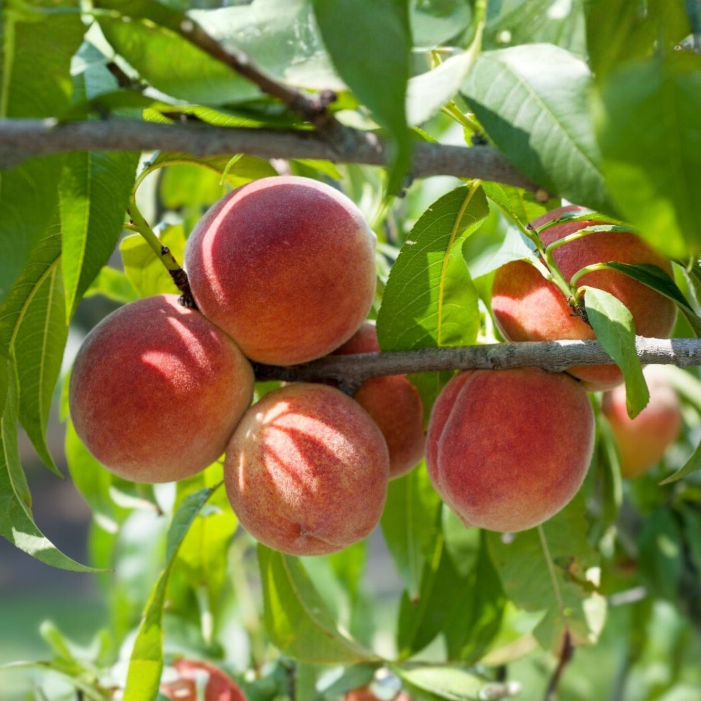 Peach Tree Seeds - Red Haven - Hardy Perennial Edible Plant (Prunus persica) - Home Garden Fruit Seeds