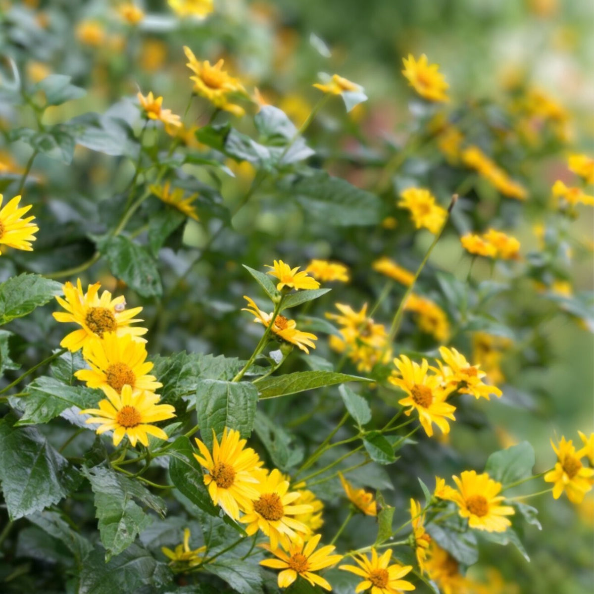 Jerusalem Artichoke Tubers for Planting - Organic White Medium & Small - Helianthus tuberosus - Non-GMO, Easy to Grow