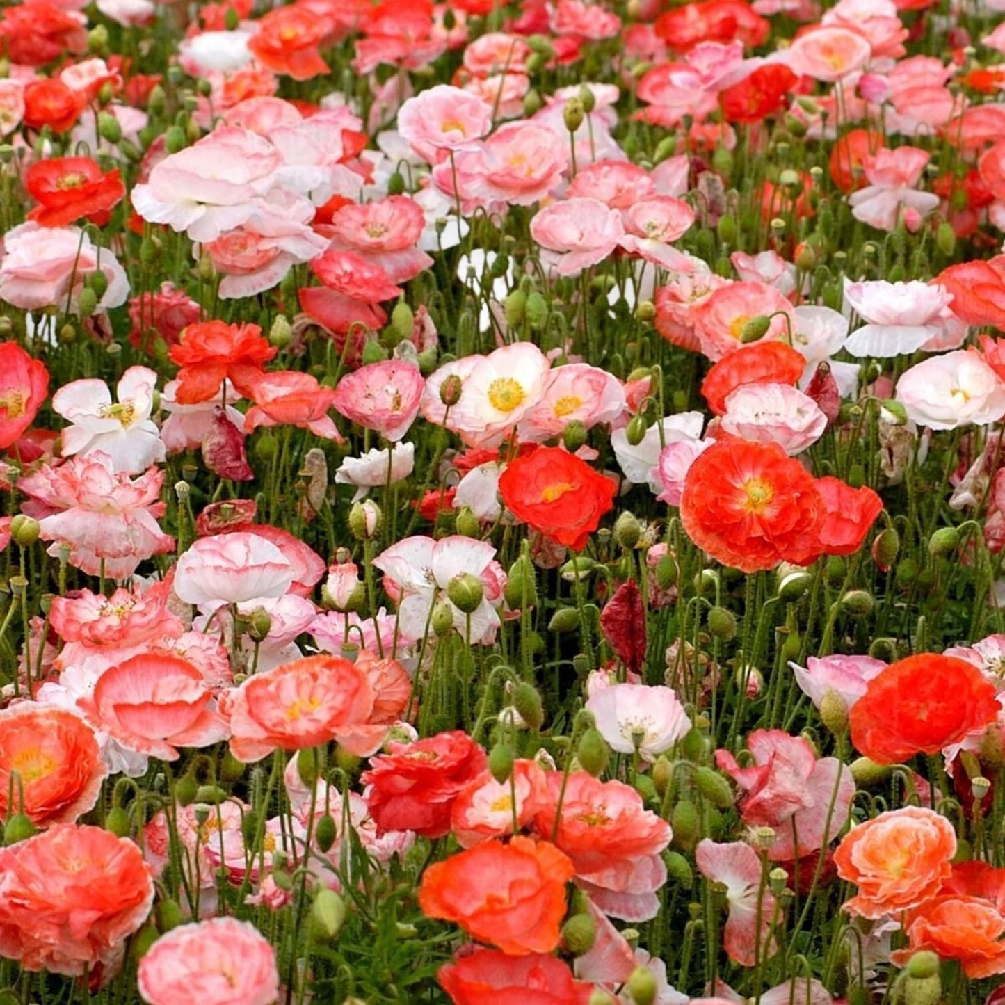 Shirley Poppy Seeds 100+ Bright Red Flowers Garden Flower Seeds Papaver rhoeas Long-Lasting Blooms
