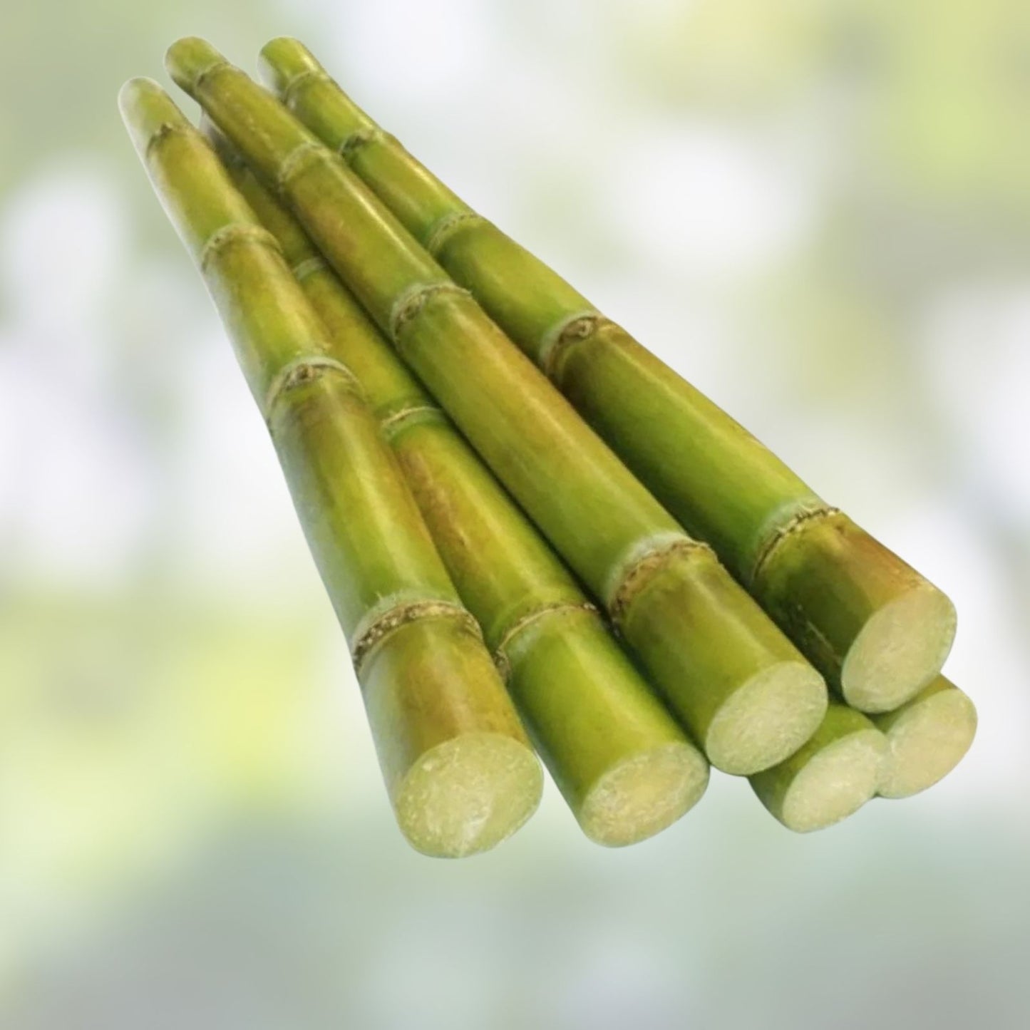 6 PCS Live Green Sugarcane Plants for Planting – Sweet Juicy Variety, Fresh Cuttings, Tropical Crop, Saccharum officinarum