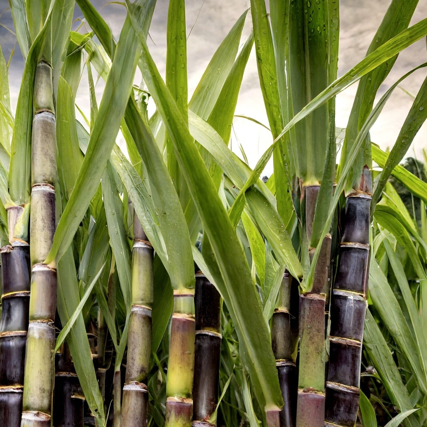 Rooted Sugarcane Cuttings 5pcs Sweet Juicy Tropical Plant Saccharum officinarum