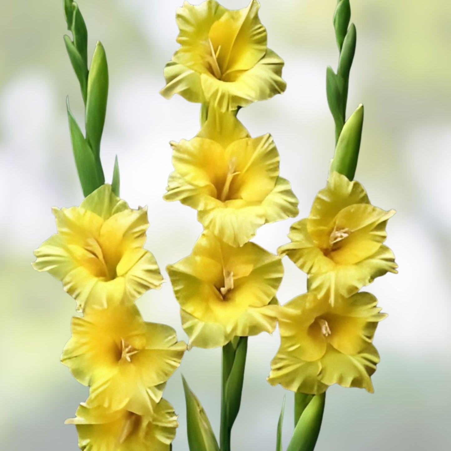 Golden Gladiolus Flower Bulbs - 10 Bulbs - Yellow, Hardy Gladiolus hortulanus, Garden Flower Bulbs for Summer Blooming