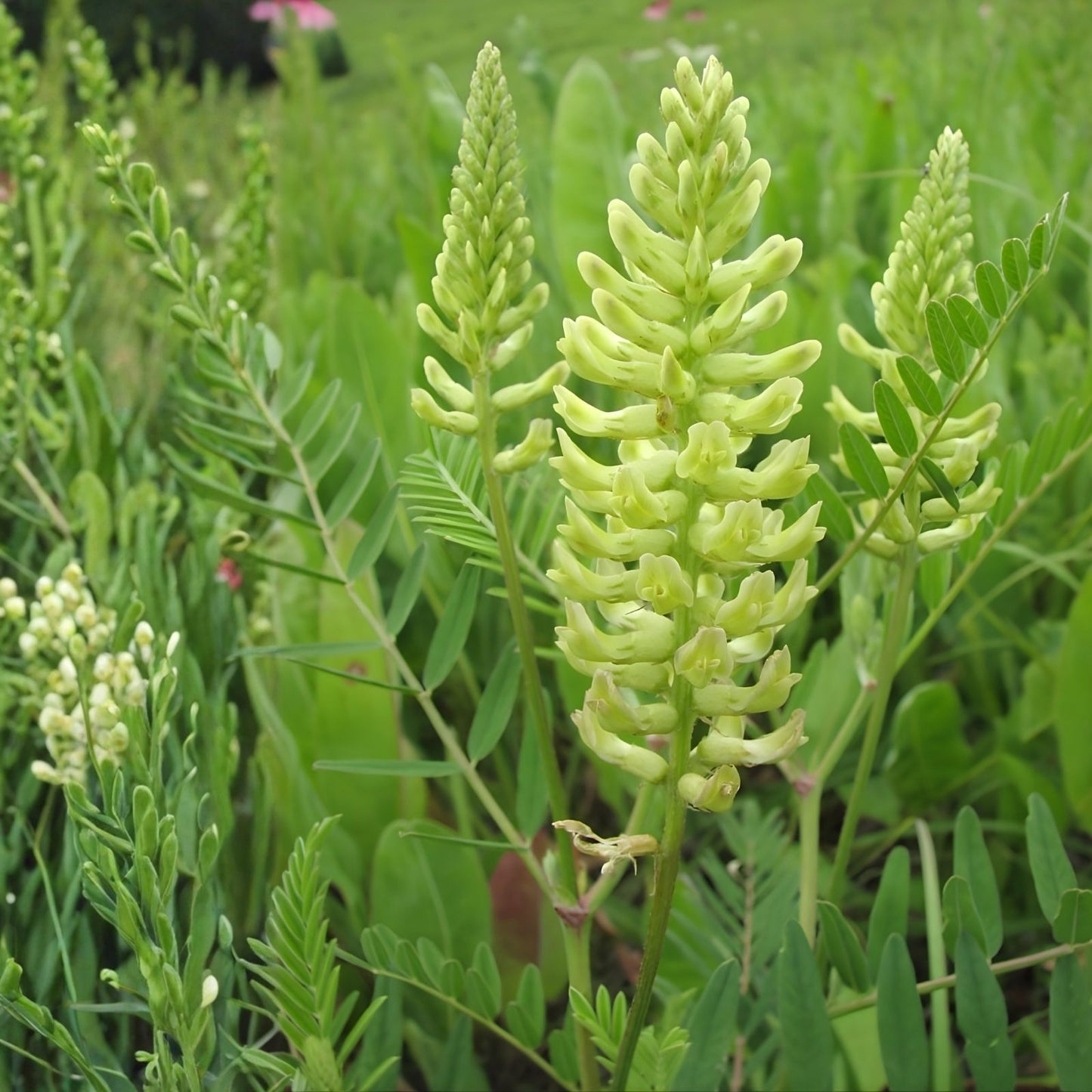 Canada Milk Vetch Seeds 50 Pack - Astragalus Canadensis Native Wildflower Seeds for Planting