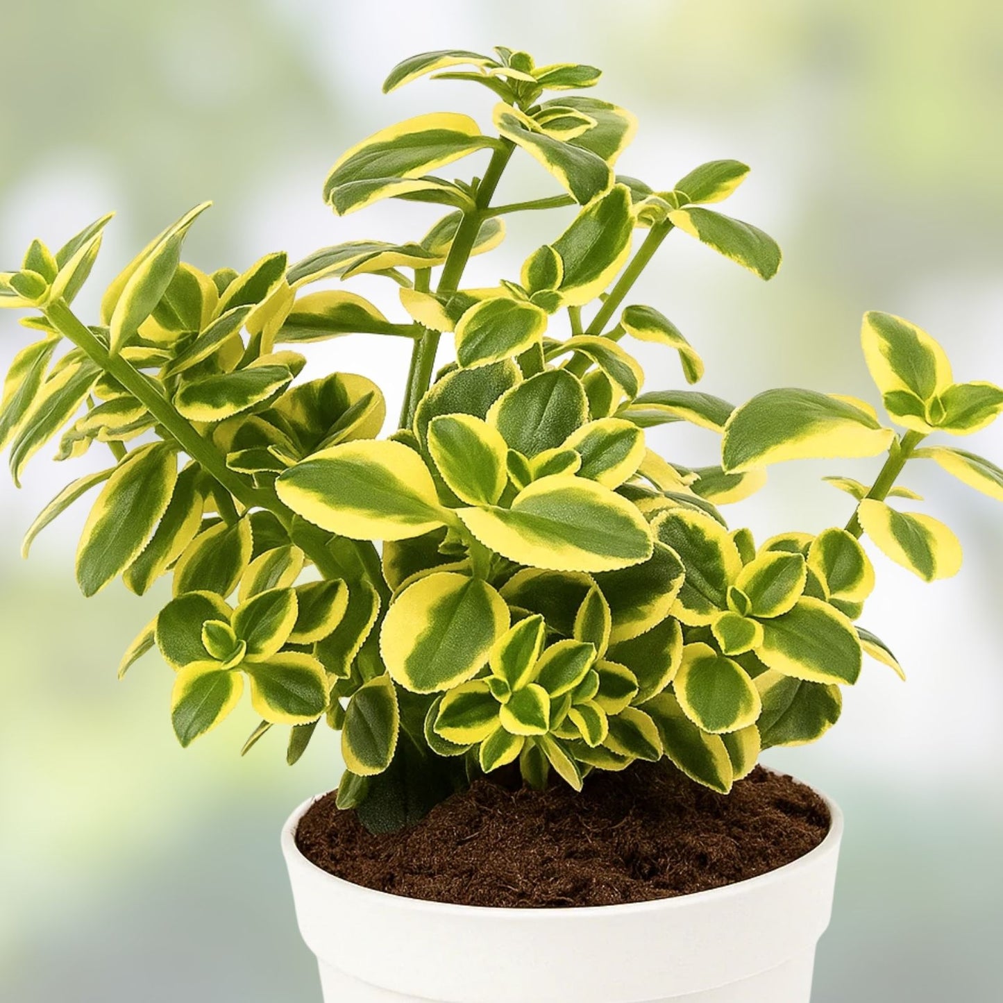 Crassula Sarmentosa Succulent Live Plant 2 Inch - Easy Care Indoor Garden Decor - Home Office Plant