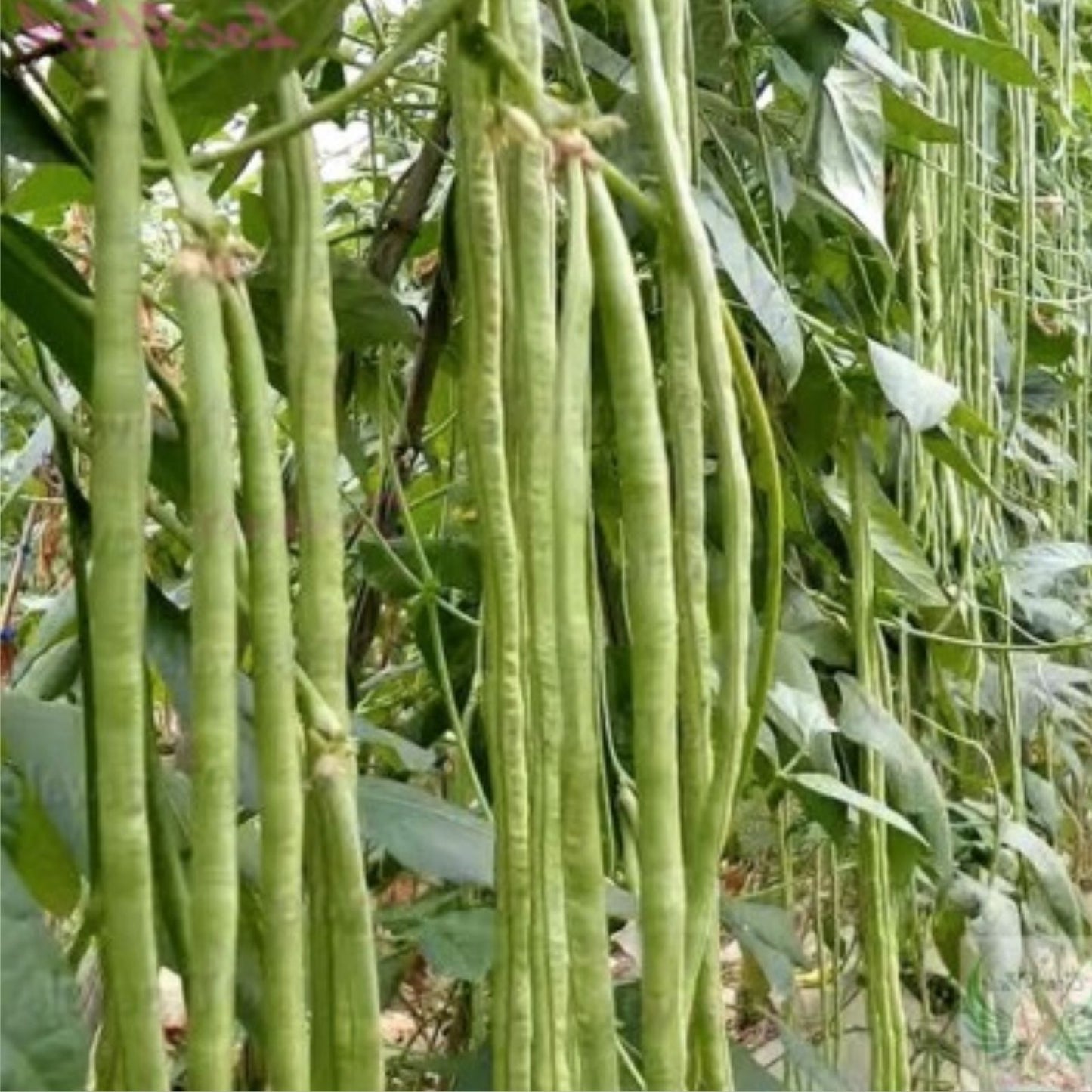 Yard Long Bean Seeds 50 Pack - Asparagus, Snake, Chi Bean - Edible Pod Vegetable - Heirloom, Non-GMO, Garden Planting
