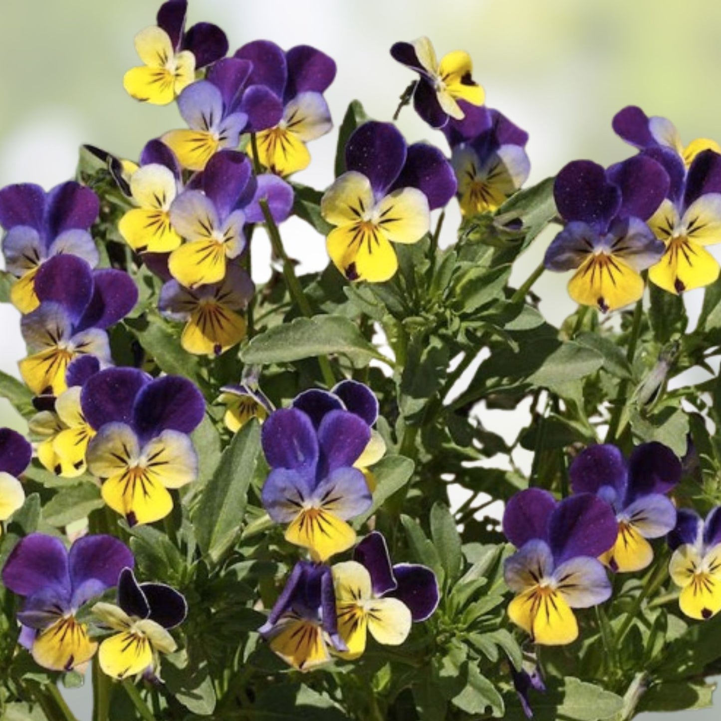 Johnny Jump Up Pansy Seeds 1,000 Pack - Multicolor Viola tricolor Perennial Garden Flowers