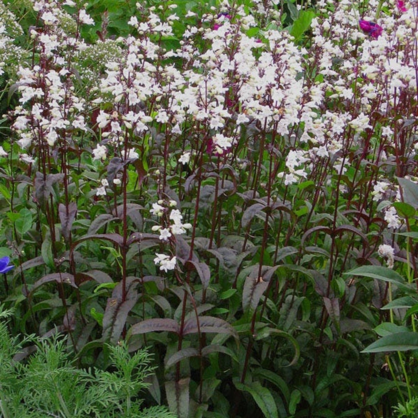 Live Starter Plant - Husker Red Foxglove Beardtongue - Penstemon Digitalis - Bare Root Perennial for Garden, Landscape, Pollinator Gardens
