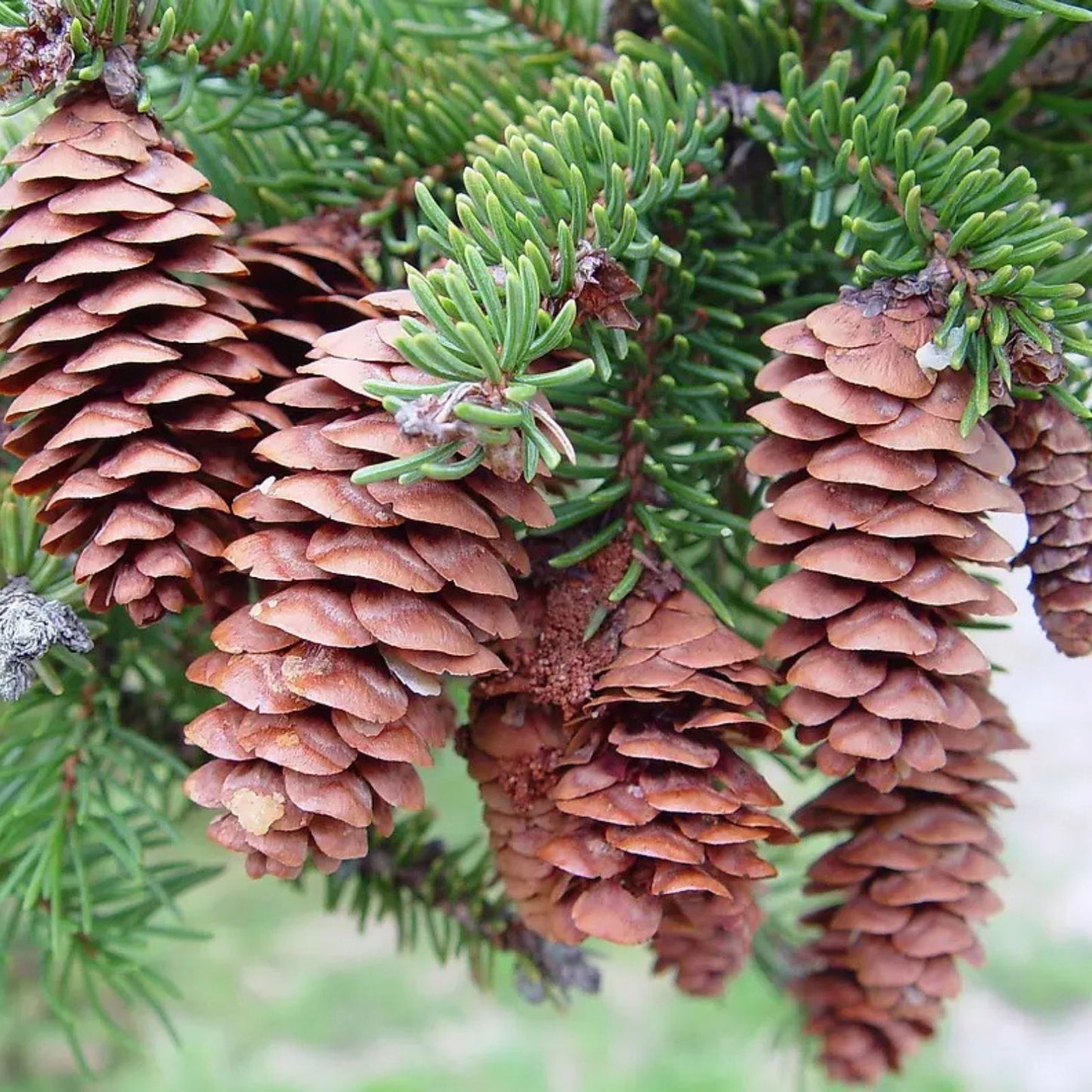 White Spruce Tree Seeds 30 Pack, Picea glauca, Native, Eco-Friendly Reforestation & Gardening Supplies