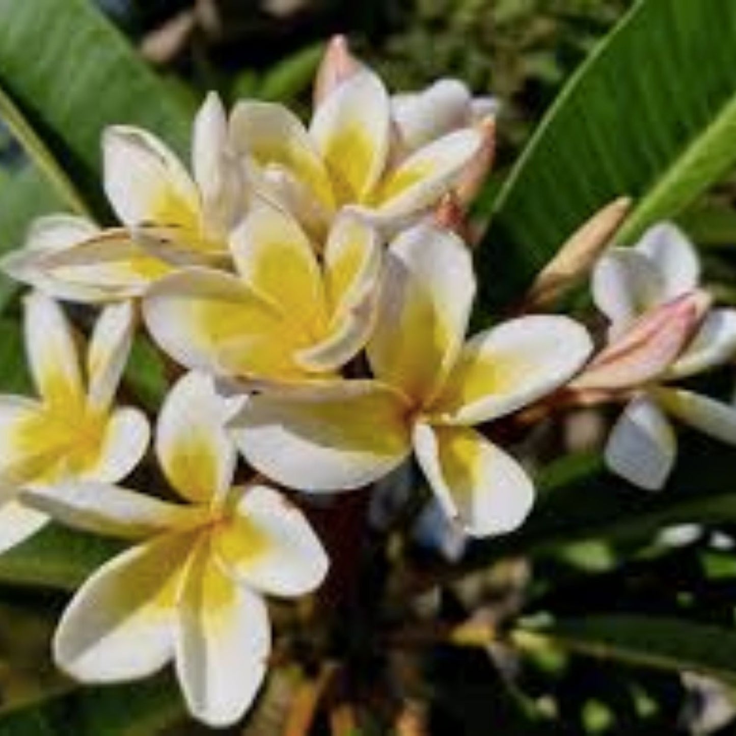 Hawaiian Plumeria Plants - 5 Elegant Frangipani Temple Trees with White & Yellow Flowers - Plumeria spp.
