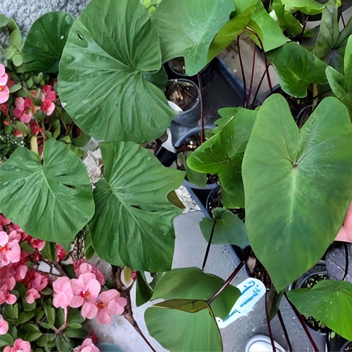 Taro Ti Laulau Box Set - Colocasia esculenta & Cordyline fruticosa Hawaiian Plants 4-inch Pots