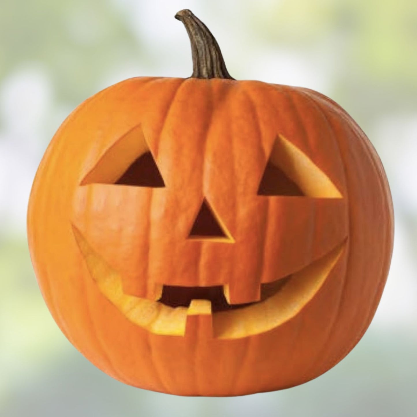 Jack O' Lantern Pumpkin Seeds, Cucurbita pepo, 20+ Live Plant or Seedling, Halloween Decor, Grow Your Own Pumpkins