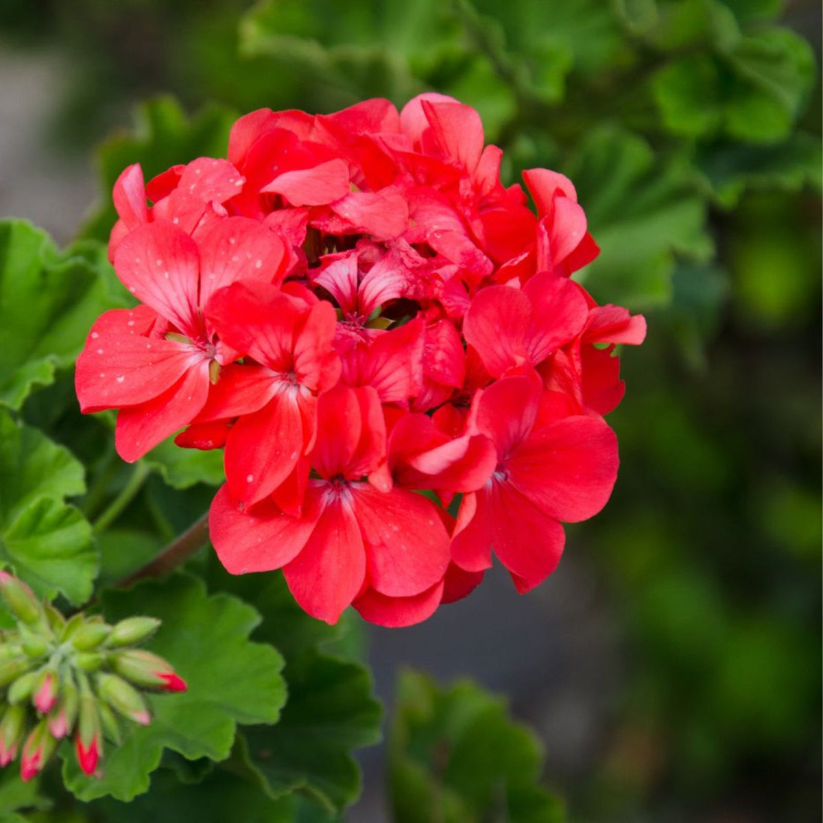 5 x 6" Hardy Geranium Cuttings, Fragrant Big Red Flowers, Pelargonium spp.