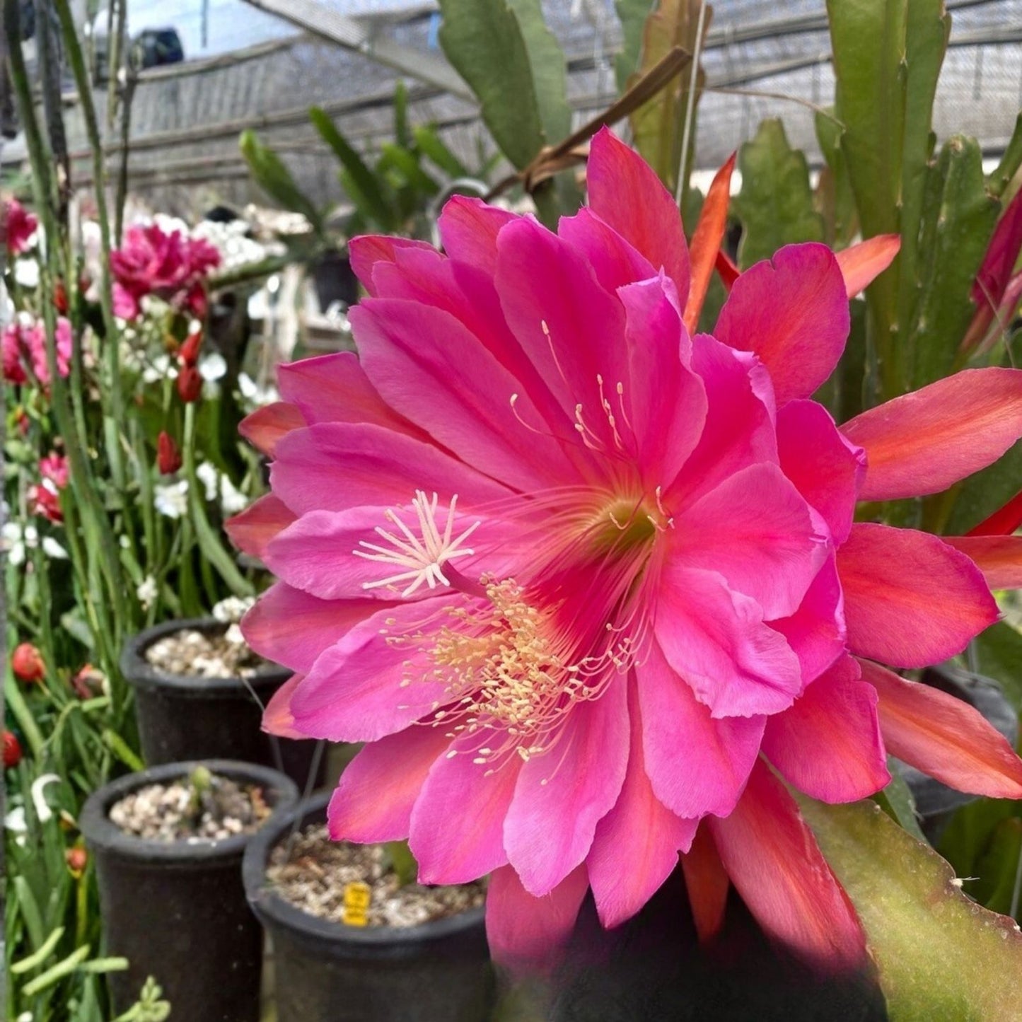 Epiphyllum 'Blue Paradise' Unrooted Cutting - Rare Orchid Cactus - Exotic Indoor Houseplant - Stunning Blue Flowers