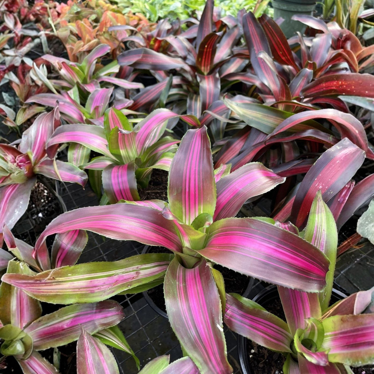 Neoregelia Serendipity Bromeliad Plant in 6" Pot - Pink, Green Foliage, Easy Care Tropical Houseplant - Neoregelia serendipity