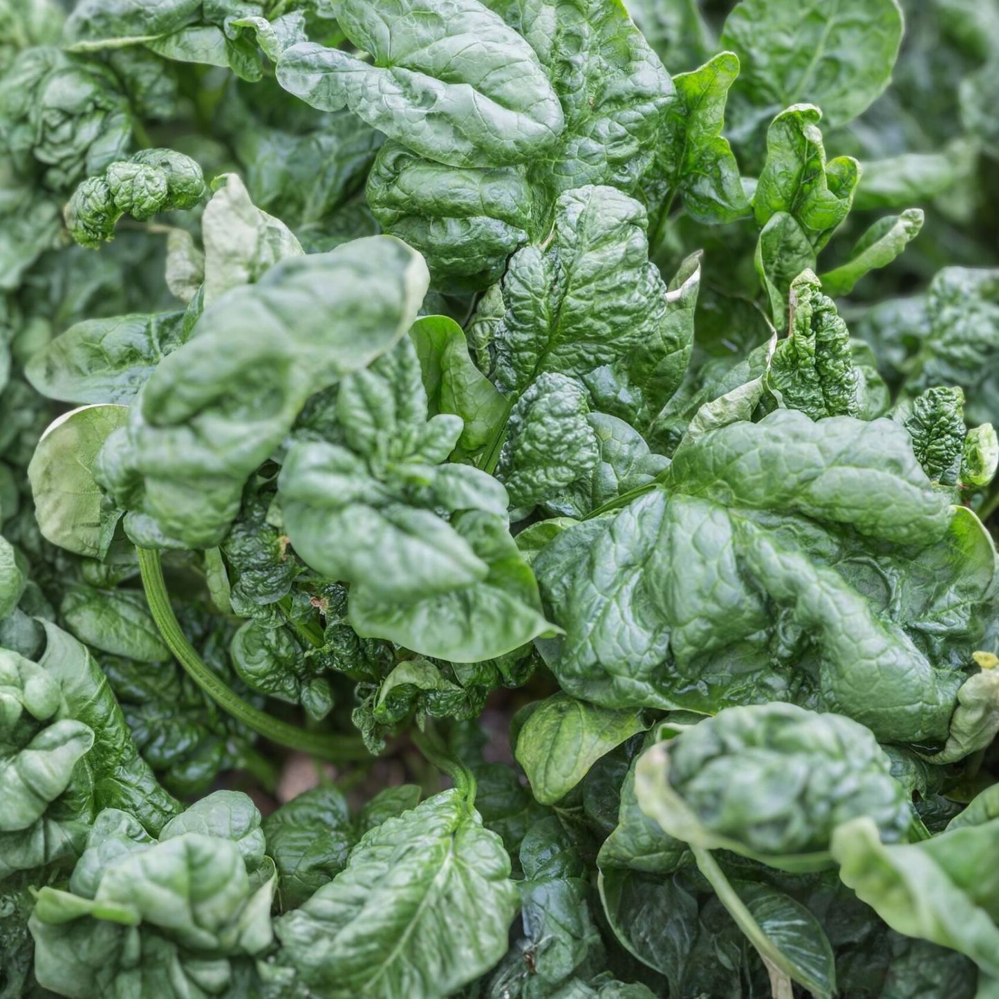 Spinach Seeds 100 Count Bloomsdale Long Standing Heirloom Non-GMO Spinacia oleracea Vegetable Gardening