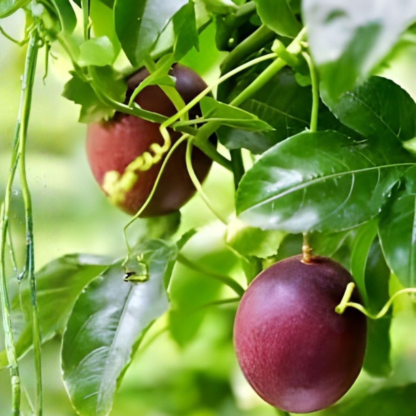 Passion Fruit Seeds 10+ Count Purple Edulis Edible Vine Passiflora edulis, Organic Fruit Plant Seeds, Free Shipping USA