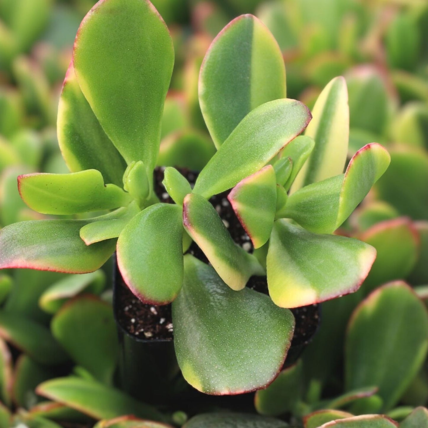 Variegated Lemon Lime Crassula Obliqua Cuttings - Rare Jade Succulent Plant - Easy Care Indoor Garden Plant