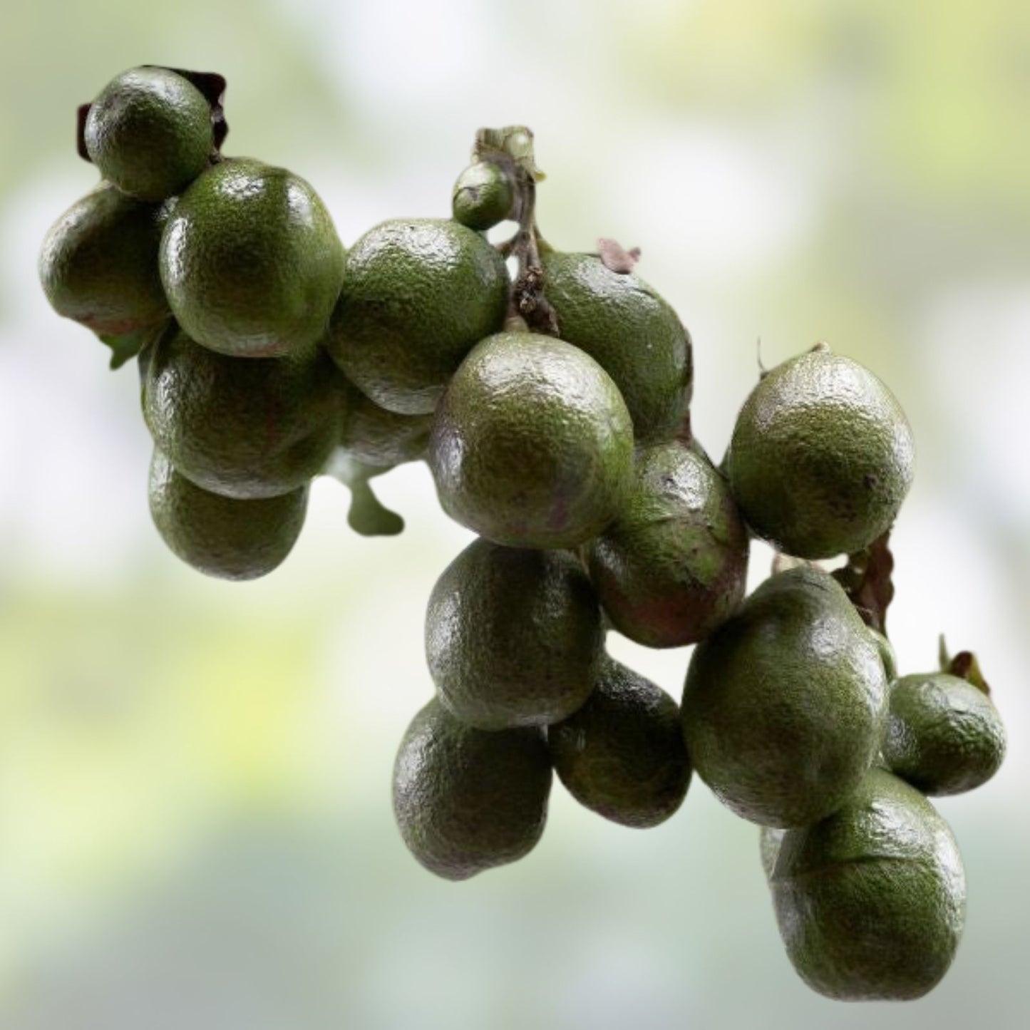 Bacon Avocado Scions – 3 Grafting Cuttings – Persea americana – Home Garden or Orchard Planting Material