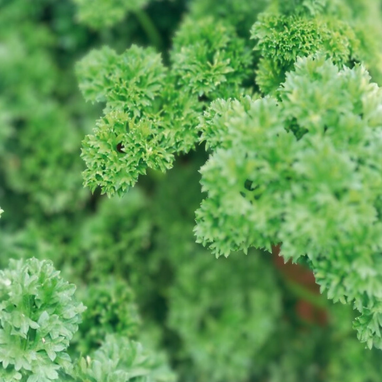 Heirloom Moss Curled Parsley Seeds – Non-GMO Organic Herb Seeds for Cooking & Gardening, Petroselinum crispum, 25+ Seeds