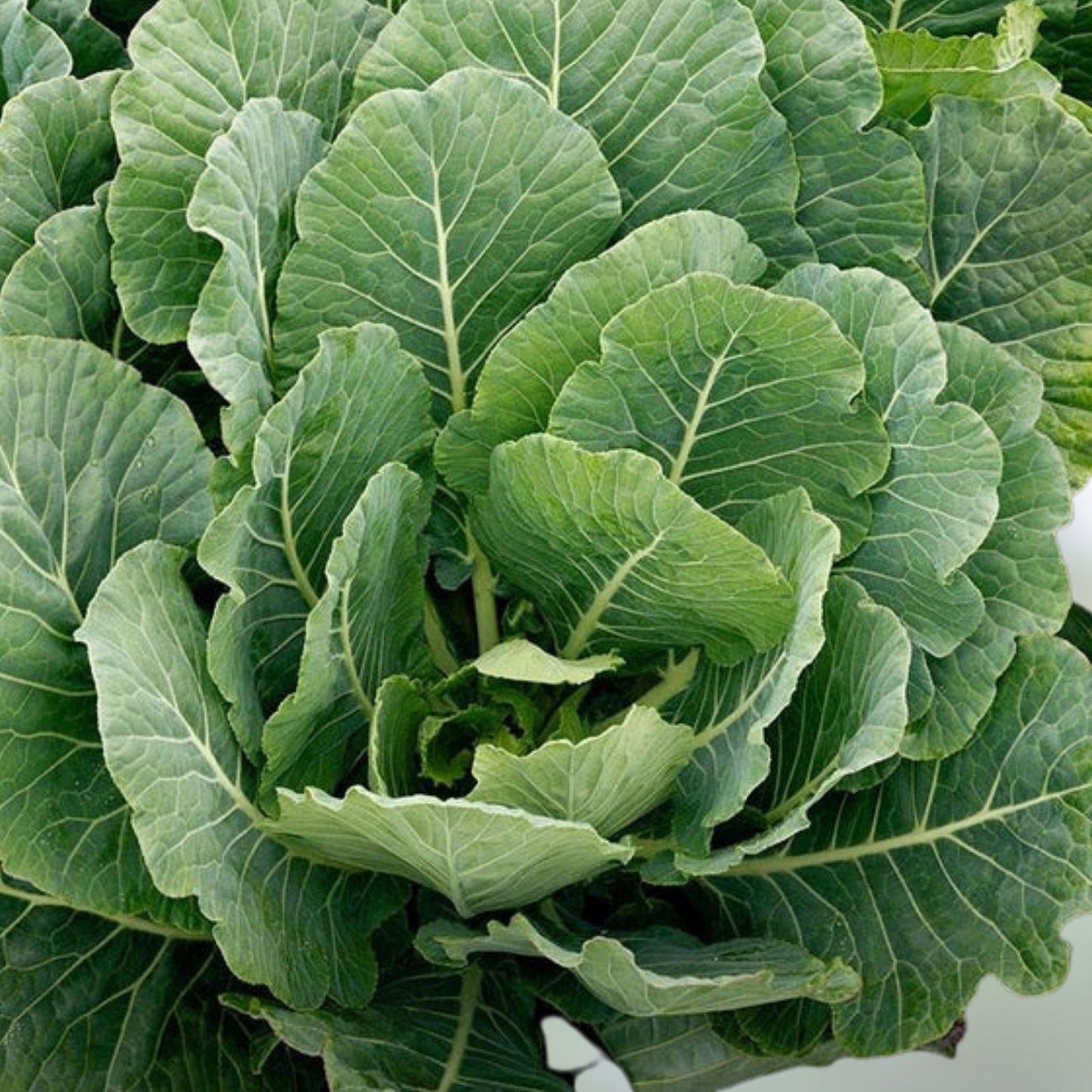 Heirloom Collard Greens Seeds – Non-GMO Vates Variety – Brassica oleracea var. acephala – 50+ Seeds for Gardening