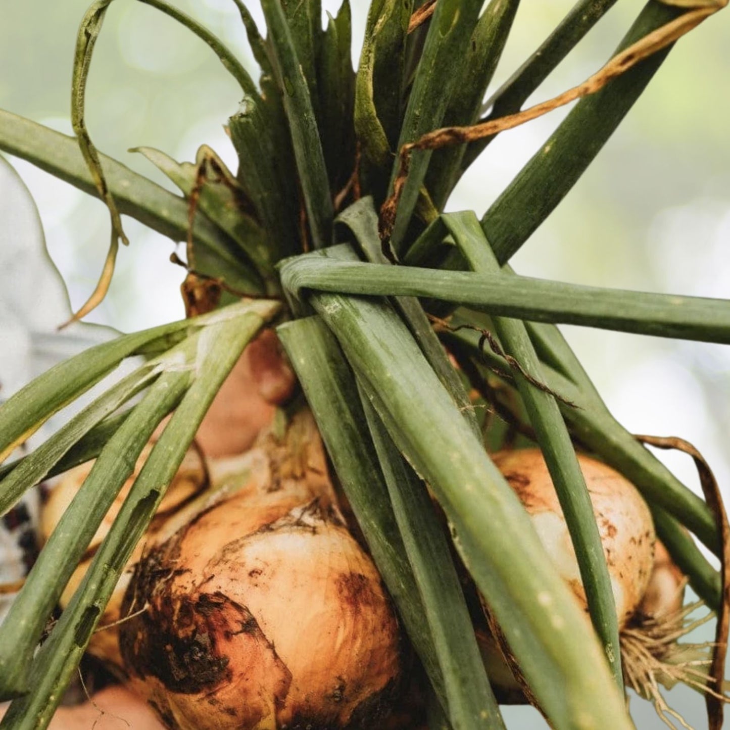 Walla Walla Onion Seeds - 100+ Heirloom Seeds for Tasting Garden - Allium cepa - Fresh USA Grown