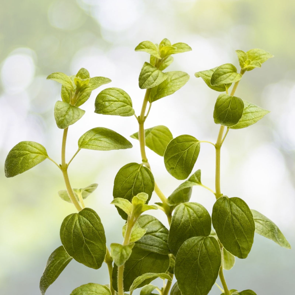 Italian Oregano Seeds | NON-GMO Heirloom | Fresh Garden Seeds | Origanum vulgare subsp. hirtum