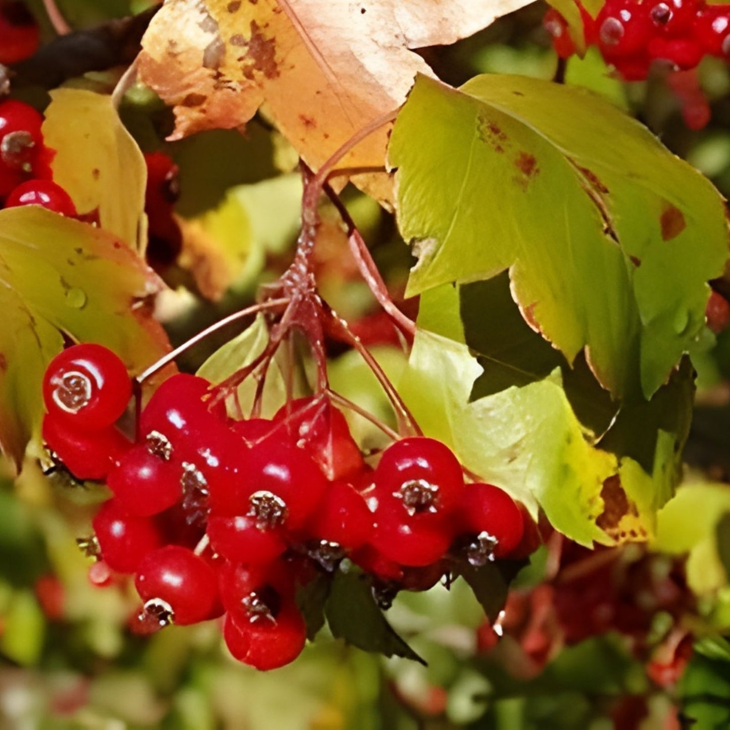 Washington Hawthorn Tree Live Plant 18-24 Inches Bare Root, Crataegus phaenopyrum, Landscaping and Garden Tree