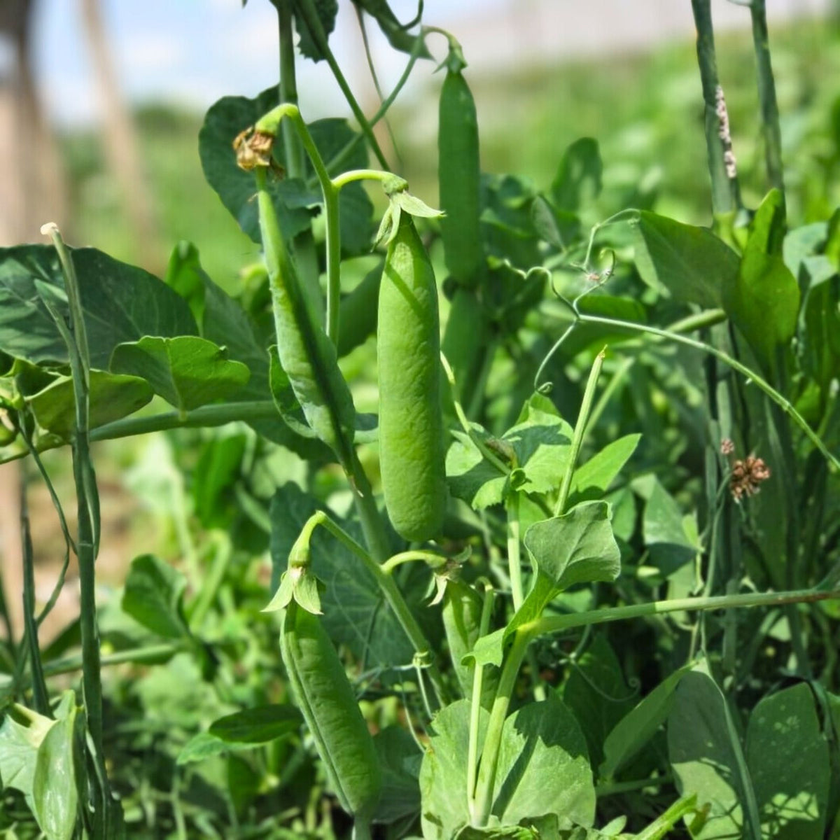 Heirloom Pea Seeds Little Marvel Non-GMO 100+ Seeds for Home Garden Pisum sativum