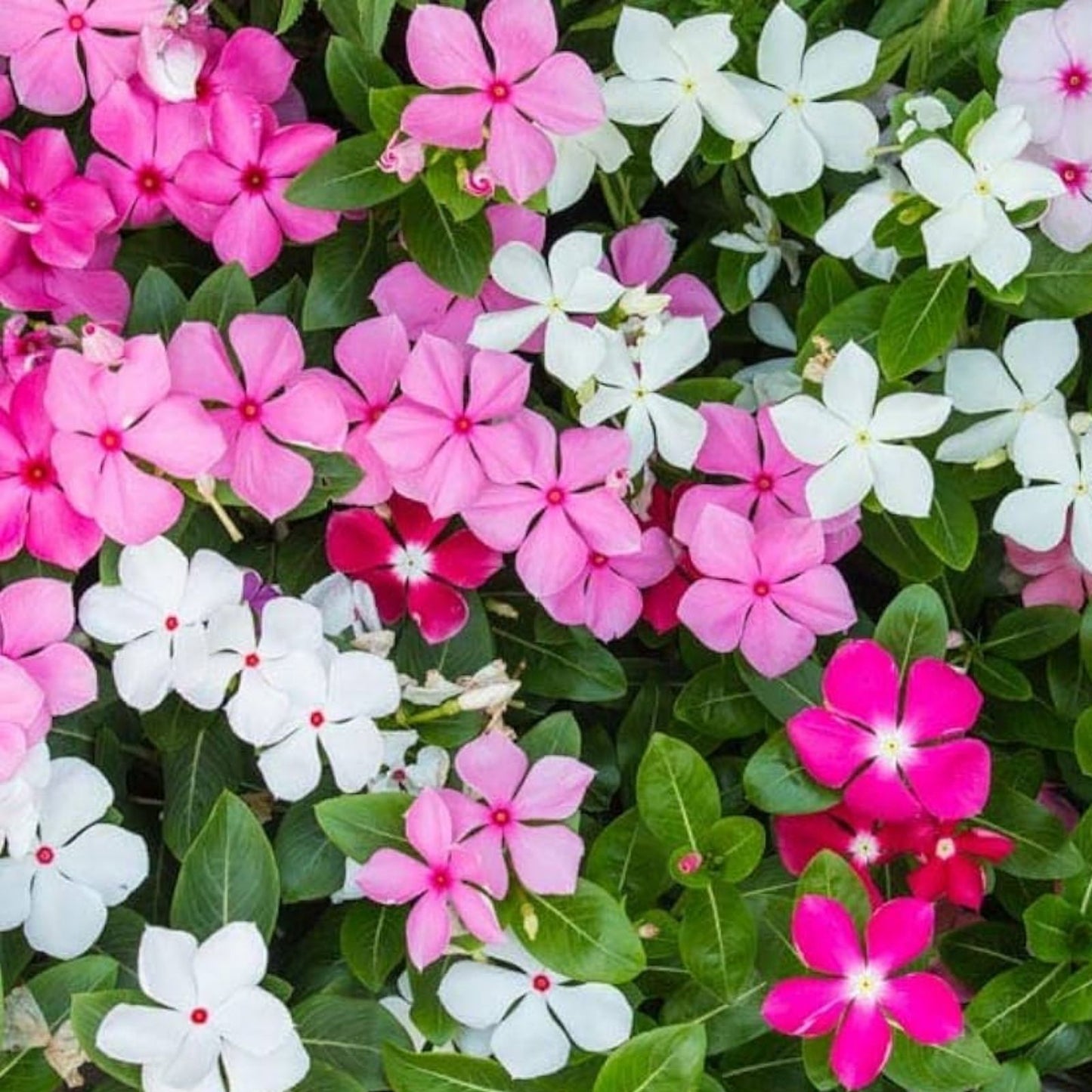 Bubble Gum Mix Periwinkle Seeds - Mixed Color Flowers - Catharanthus roseus - Garden Flower Seeds for Planting
