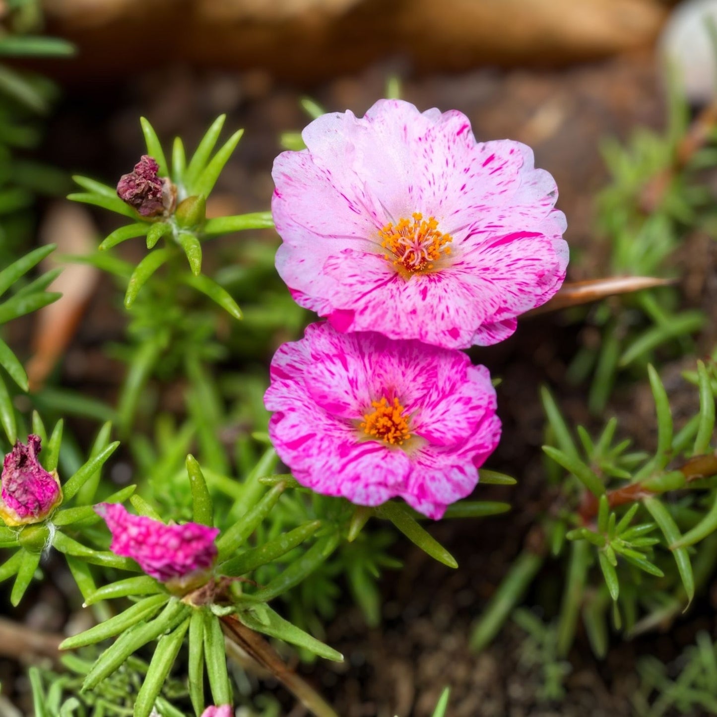 Pink Lady Portulaca Oleracea Live Purslane Plant - Vibrant Pink Succulent - US Seller