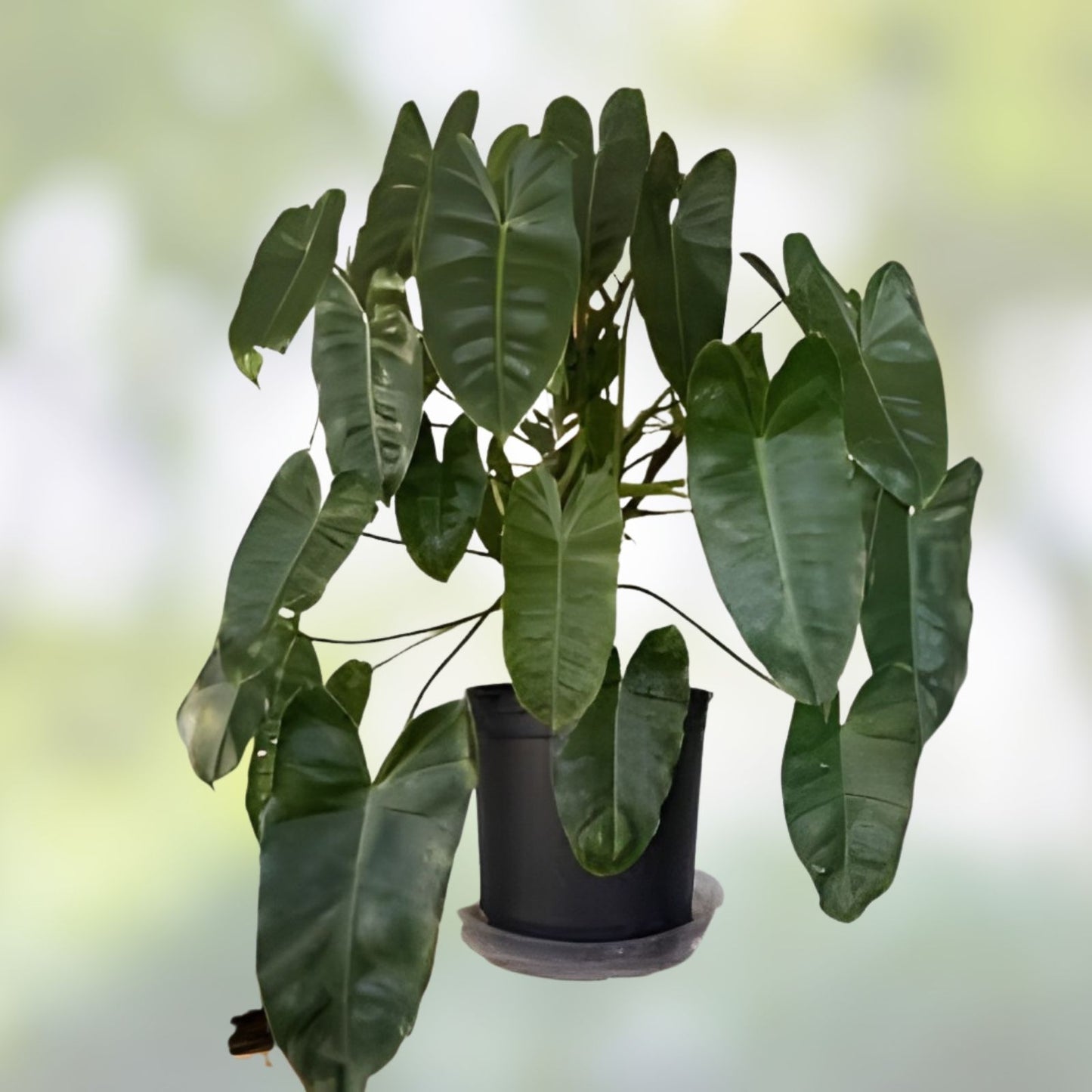 Philodendron Cutting with Roots & Multiple Nodes – Burle Marx Variety – Indoor & Outdoor Plant – Philodendron 'Burle Marx'