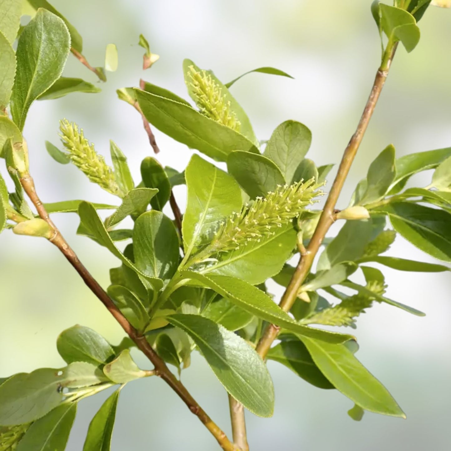 Bay Leaf Willow Cuttings 2 Pack – Salix pentandra Rare Willow Tree for Gardening and Landscaping