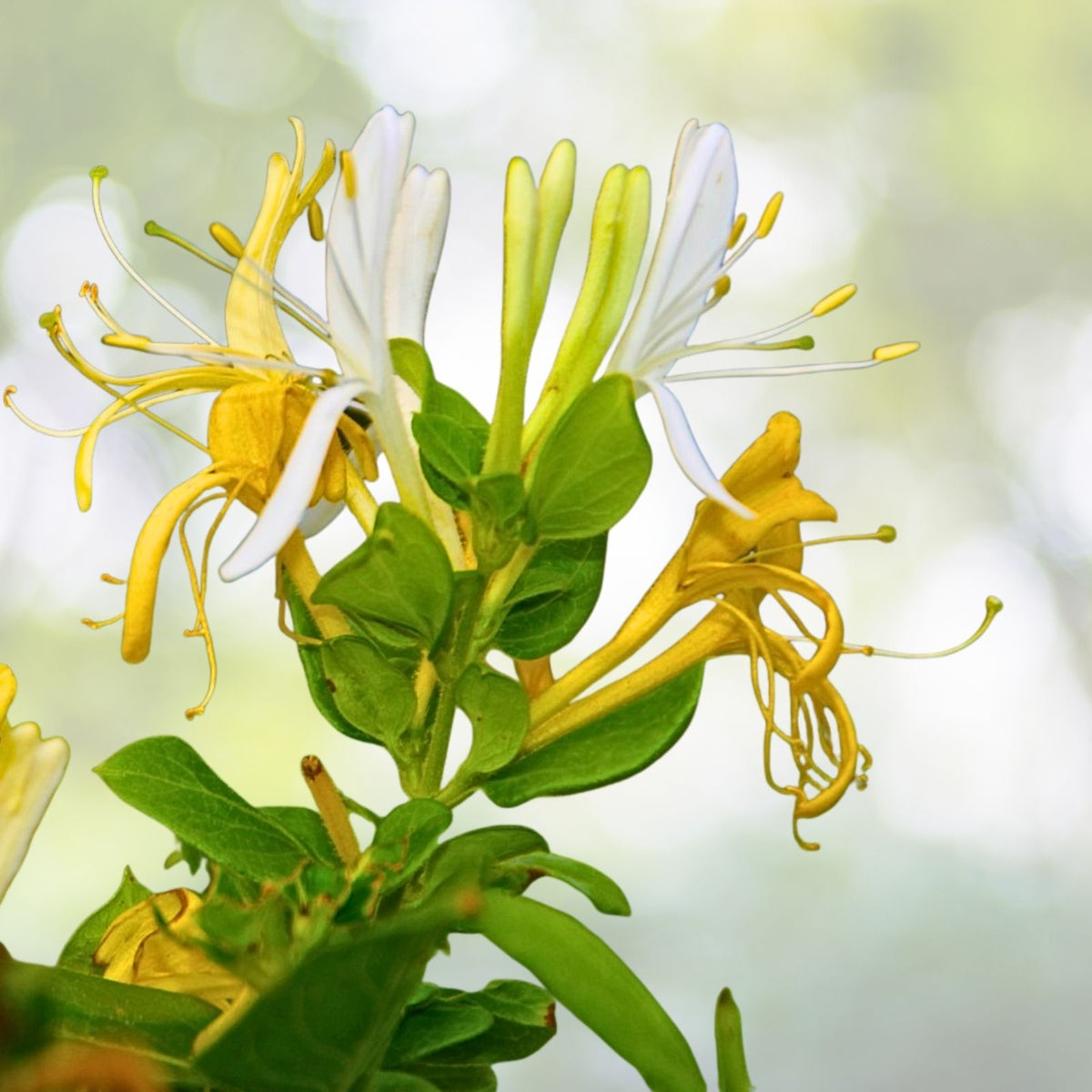 Live Hall's Honeysuckle Plant - 1ft - White Yellow Flowers - Lonicera japonica - Fast Growing Vine for Trellis or Ground Cover