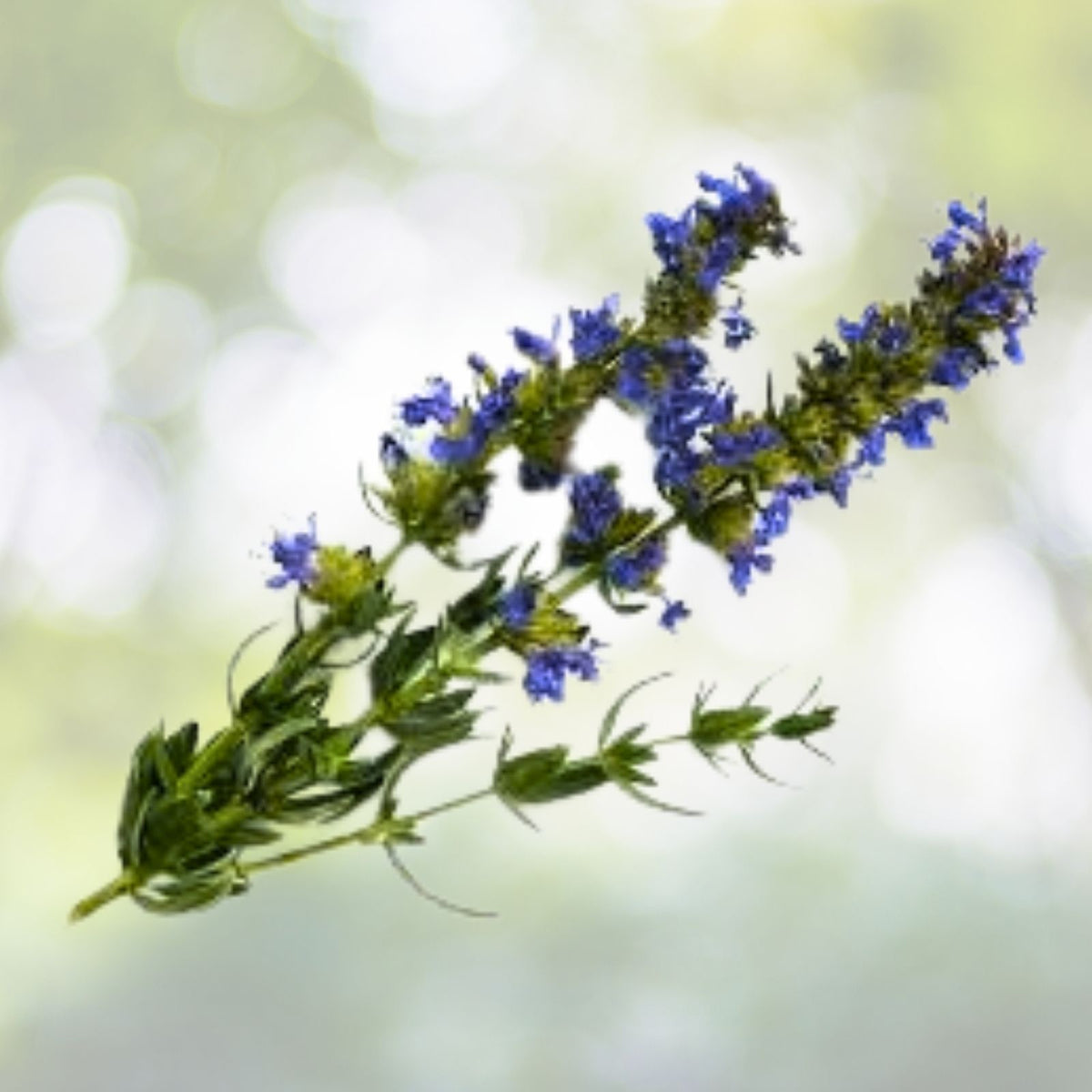 Hyssop Seeds | NON-GMO Heirloom | Fresh Herbal Variety | Hyssopus officinalis