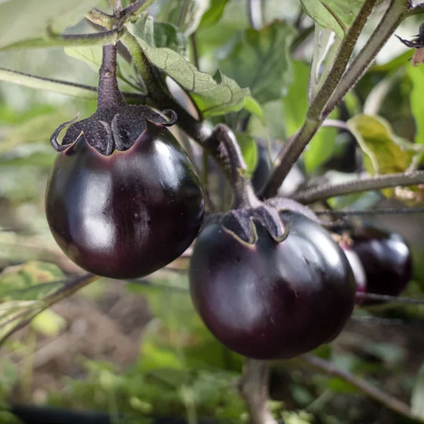 Kamo Eggplant Seeds 50 Pack - Round Black Edible and Ornamental Solanum melongena