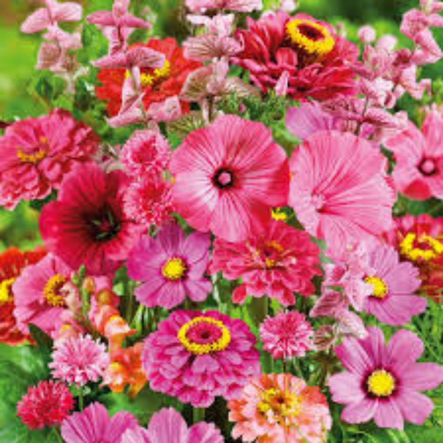 Pink Wildflower Seed Mix 200 Seeds – Organic USA Wildflower Blend for Bees and Pollinators