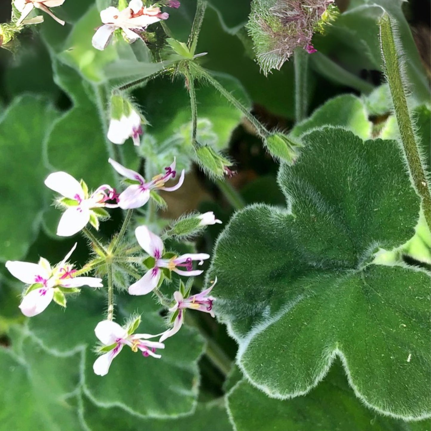 Fuzzy Mint Scented Pelargonium Geranium - 3 Live Plant Cuttings - Rare Unique Houseplant for Aromatic Gardens