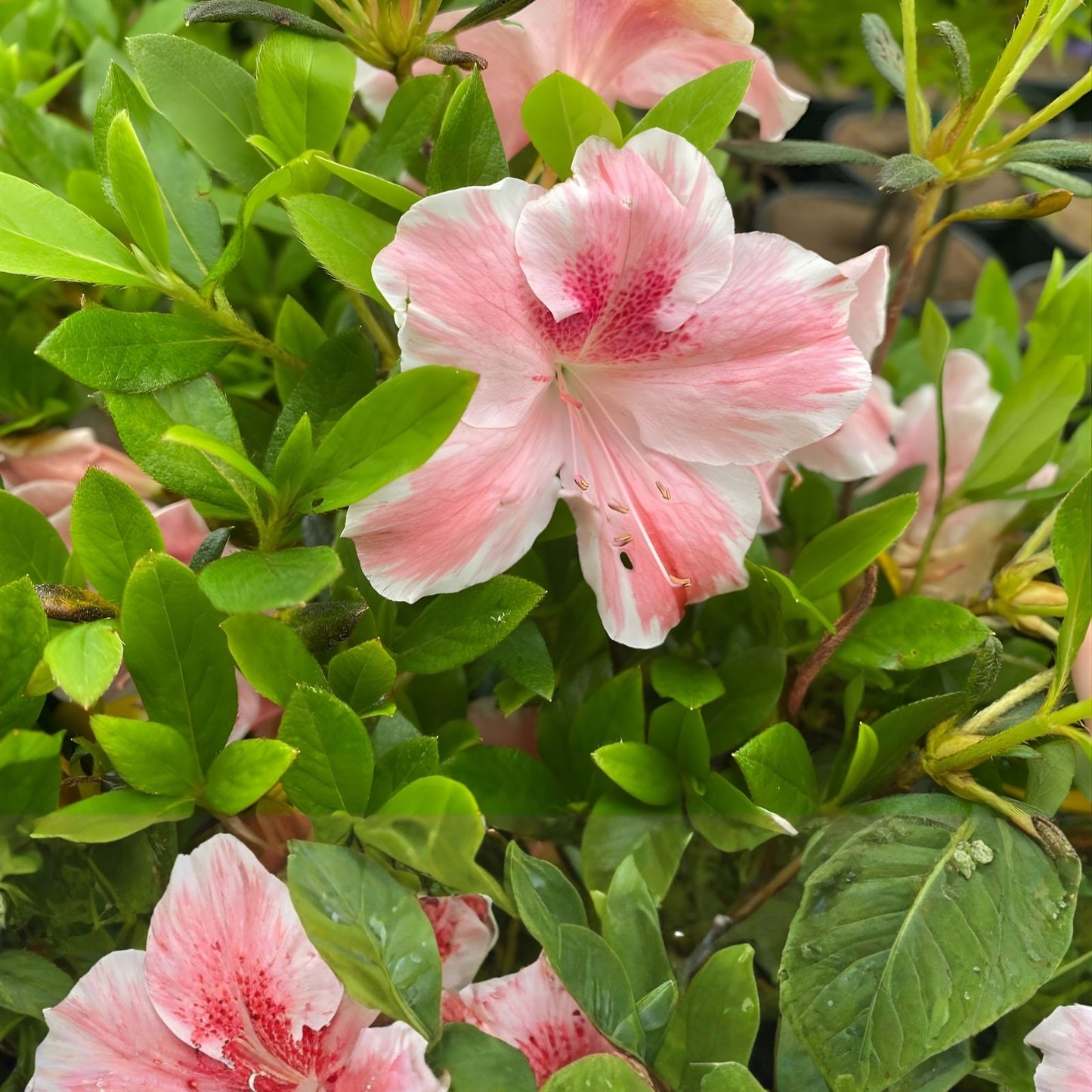 Cavendish Azalea Starter Plant - Multi Color Peachy Pink Blooms - Rhododendron, Garden Flower, Shrub, Ornamental Plant