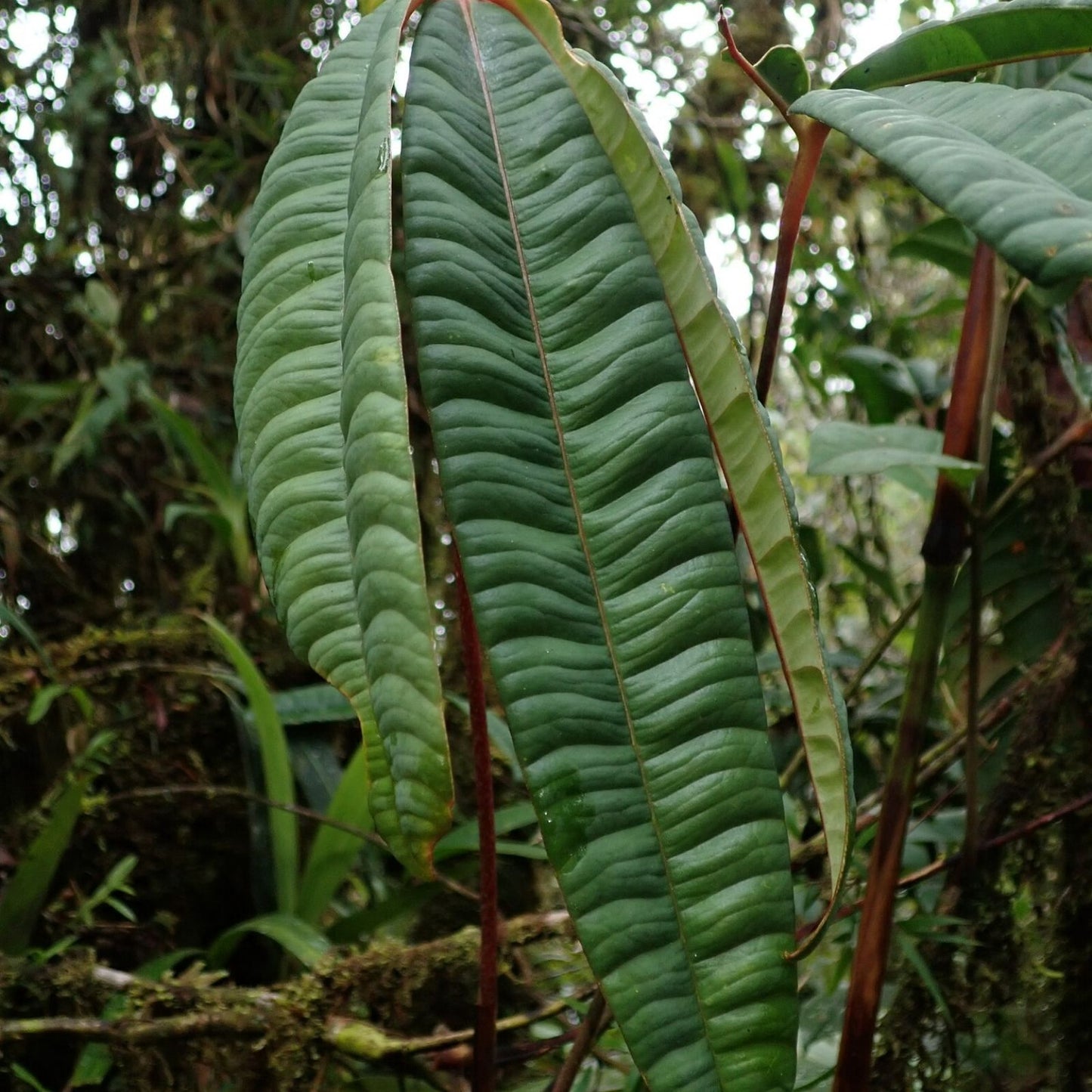 Anthurium Cutucuense Stem Cutting - Rooted Aroid Plant - Ecuador Tropical Houseplant - Unique Variegated Foliage