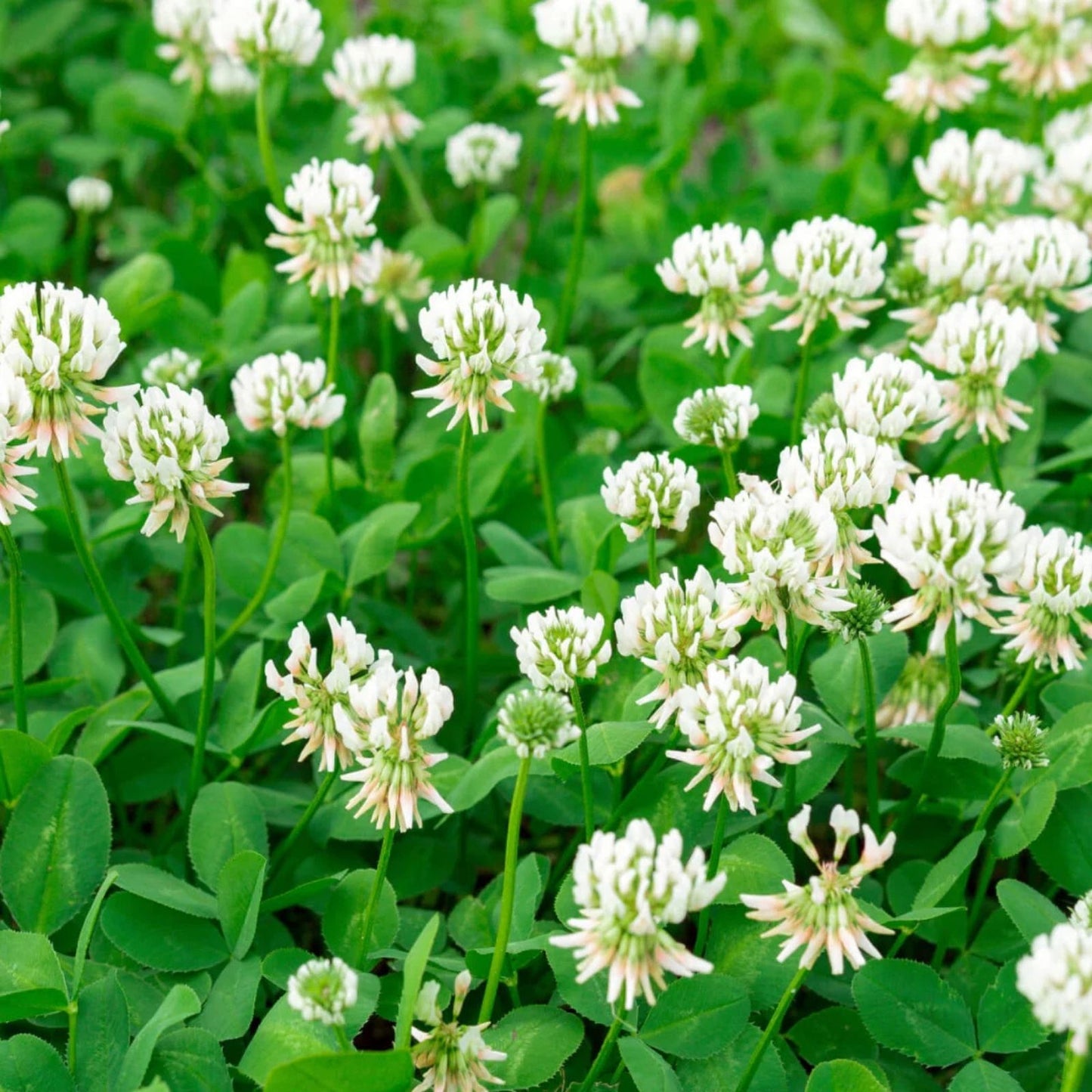 Dutch White Clover Seeds 500 Count – Cover Crop for Pasture Mix – Trifolium repens